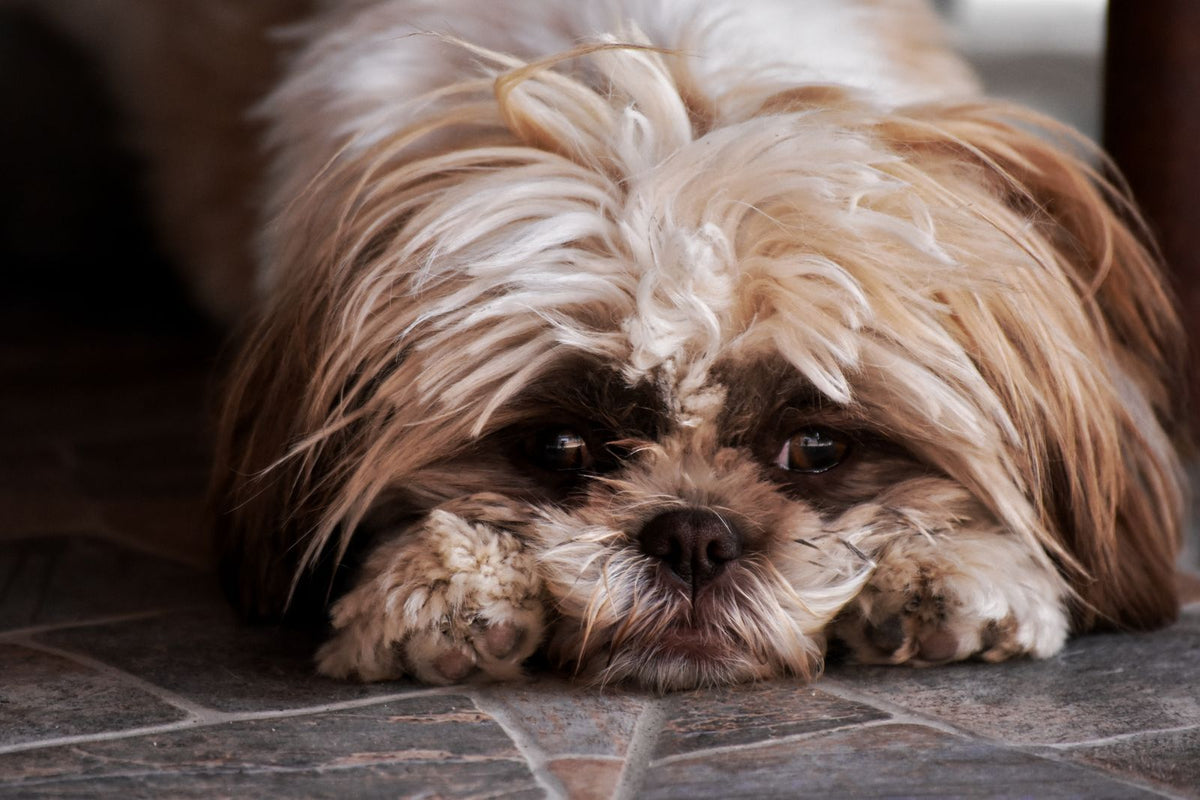 A small long-haired dog lying down with its chin resting on a tiled floor
