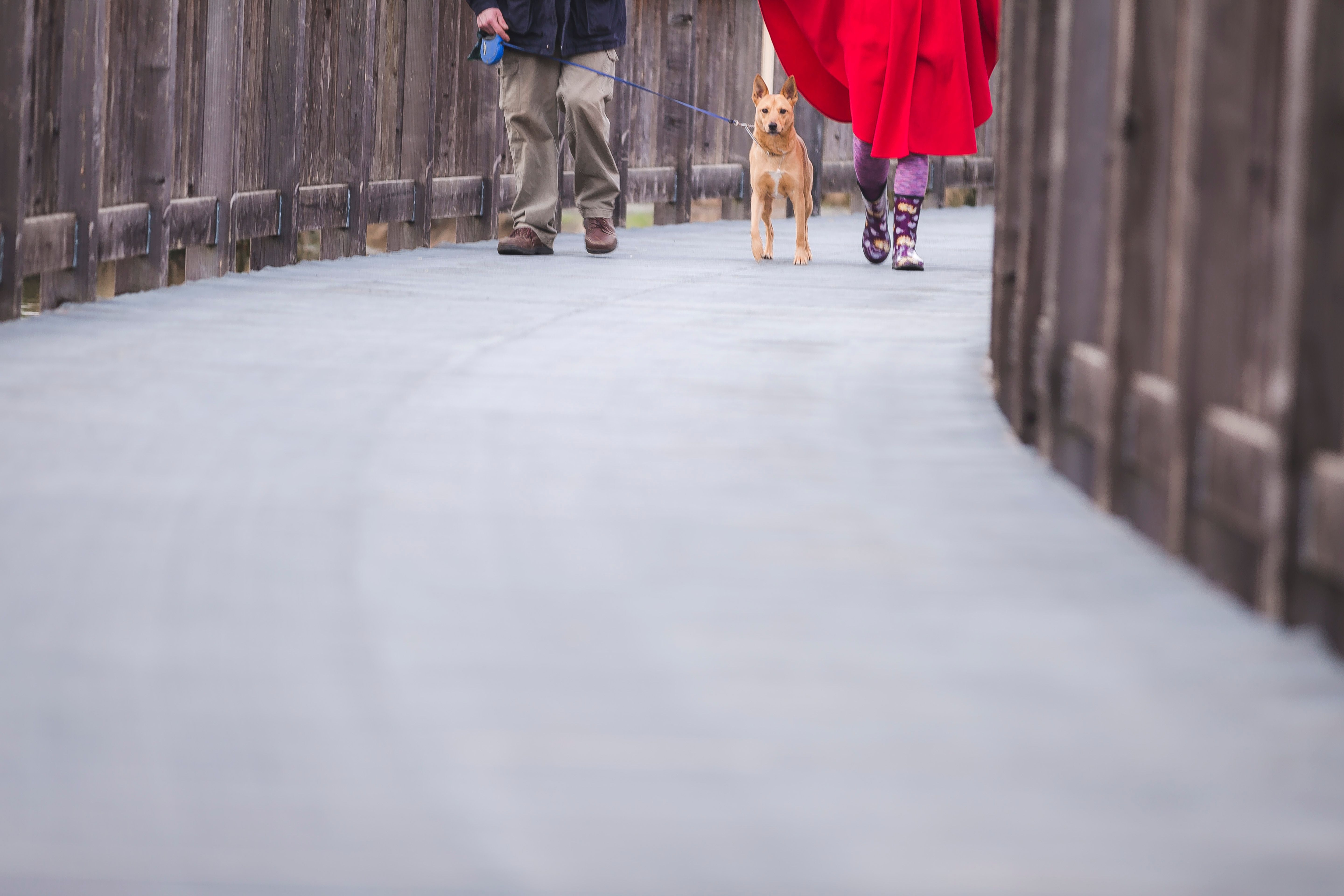 Person walking a dog outdoors on a leash on a sunny path