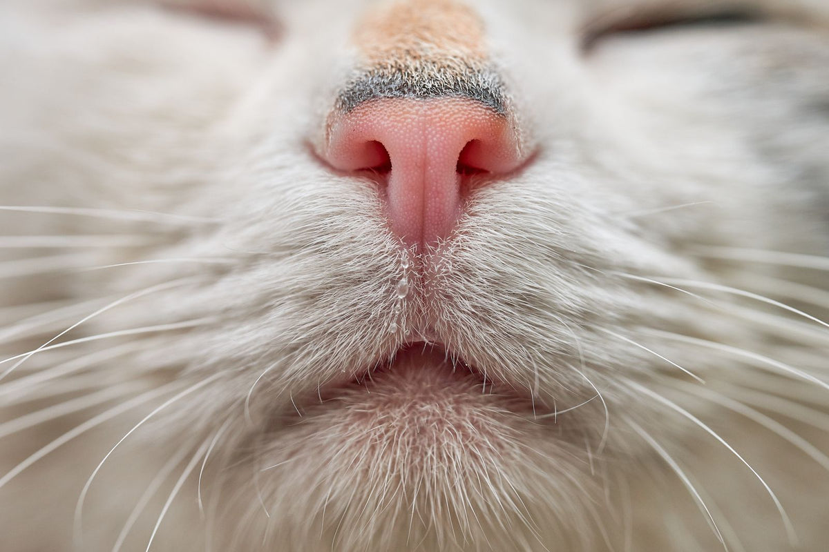 Close-up of a white cat's pink nose and whiskers