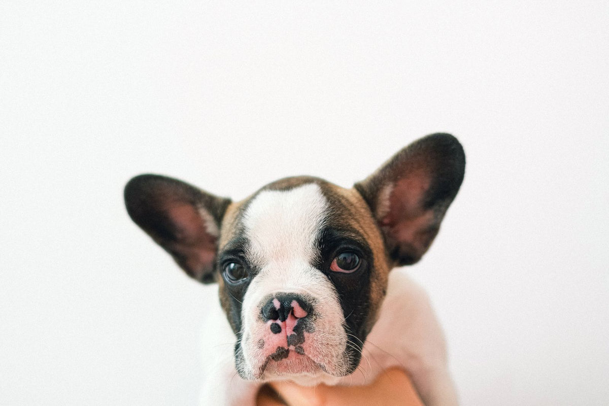 A French bulldog puppy looking up against a plain white background.