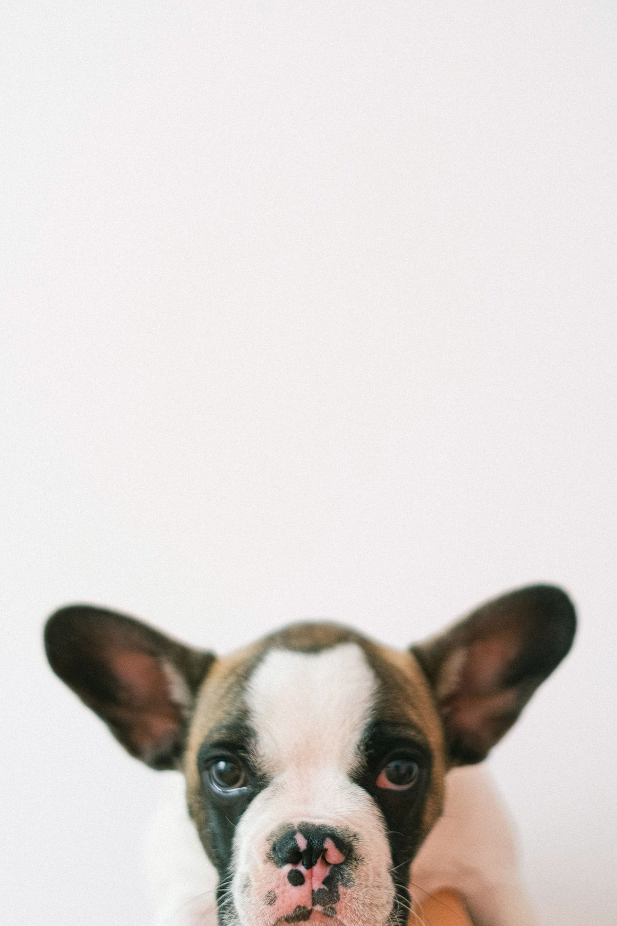 A French bulldog puppy with large ears peering upward against a plain pale background