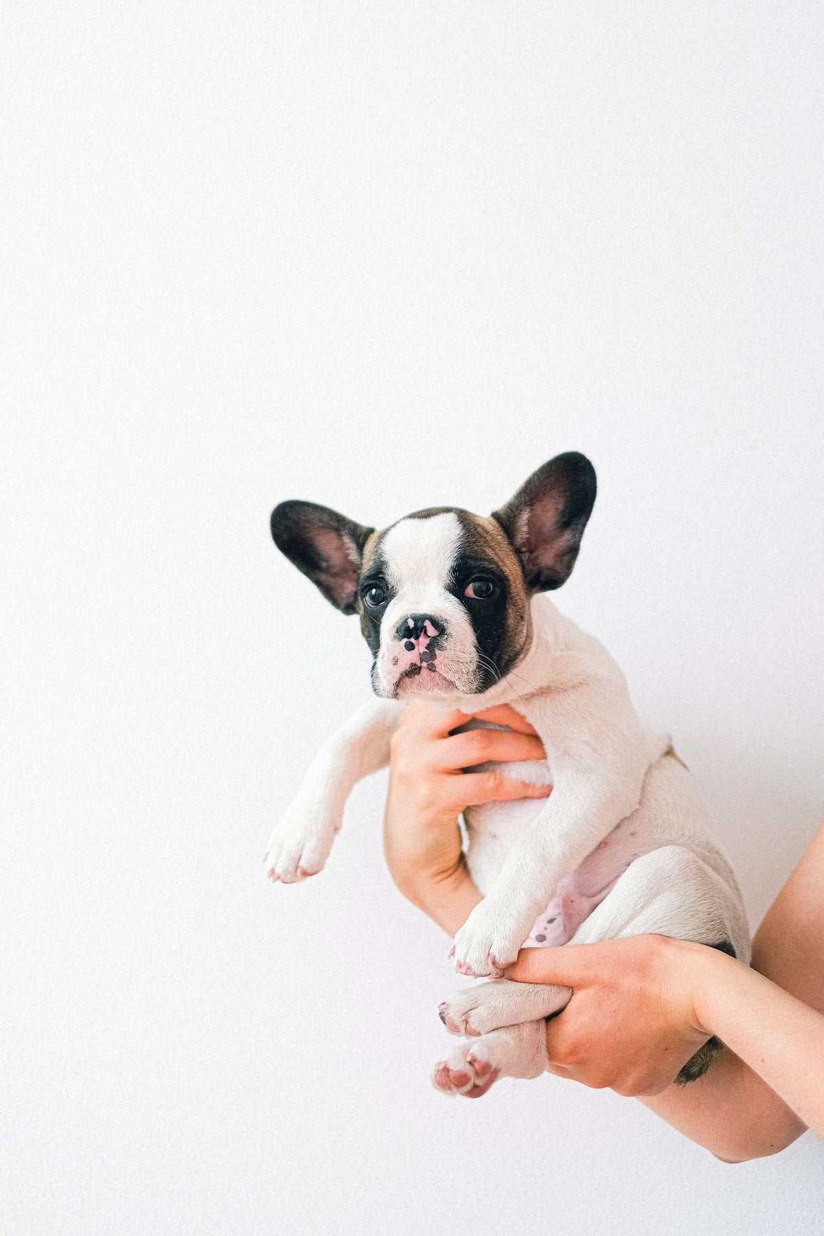 A person gently holding a small French bulldog in their arms