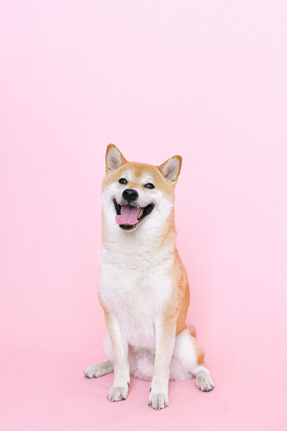 A Shiba Inu dog sitting upright against a plain background.