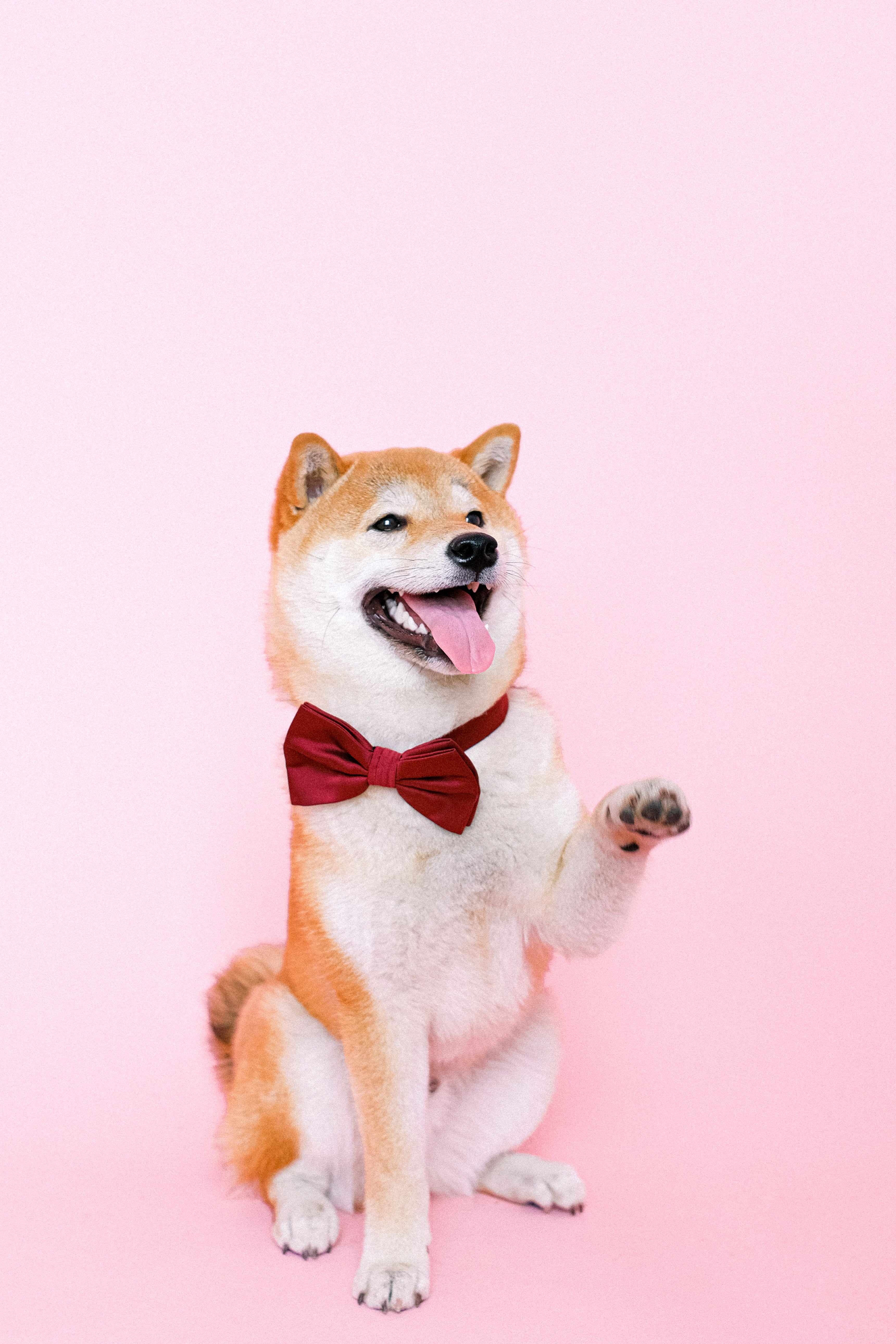 Shiba Inu dog with mouth open and tongue out against a pink background