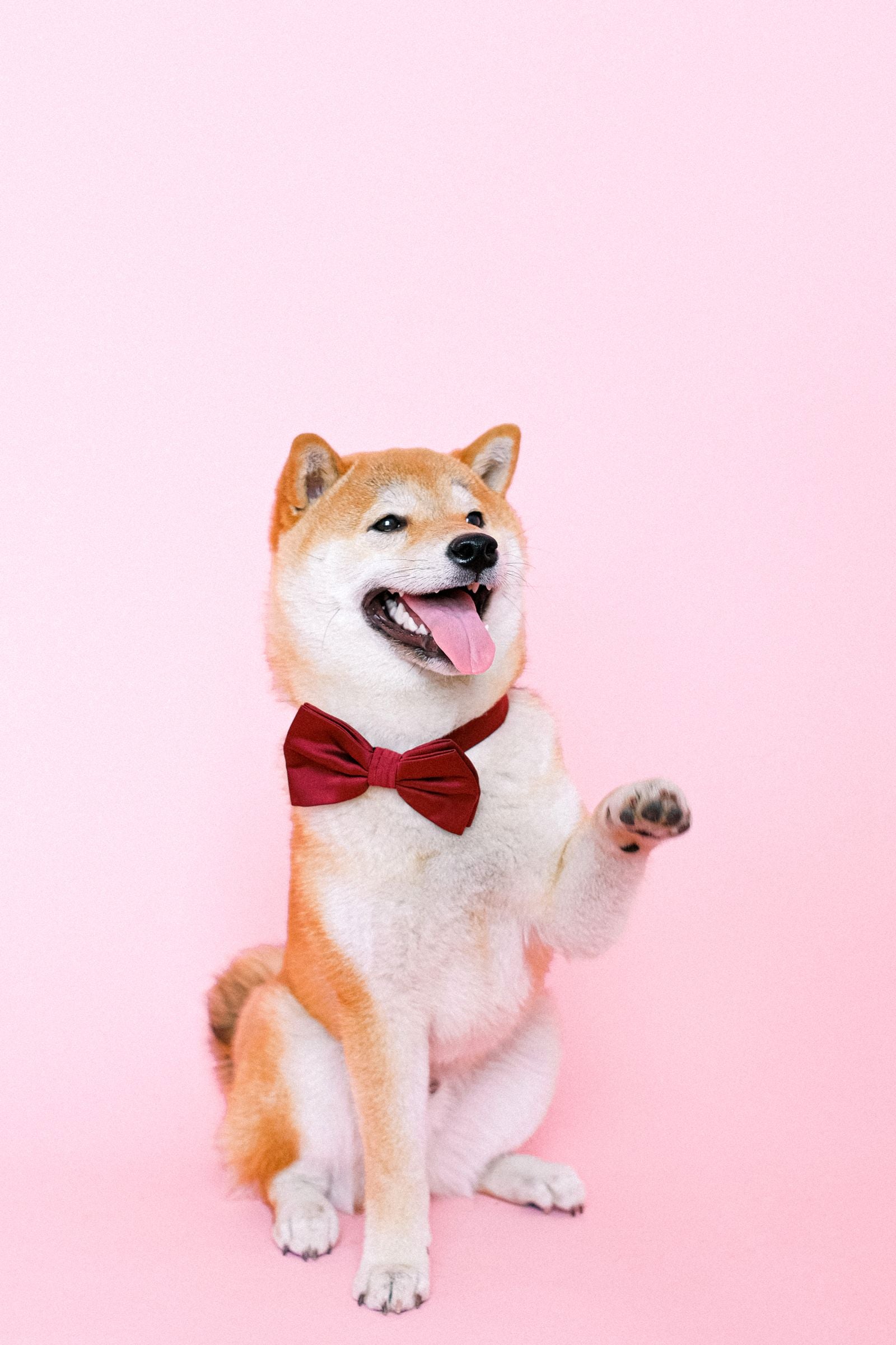 Shiba Inu dog wearing a bow tie sitting against a plain pink backdrop