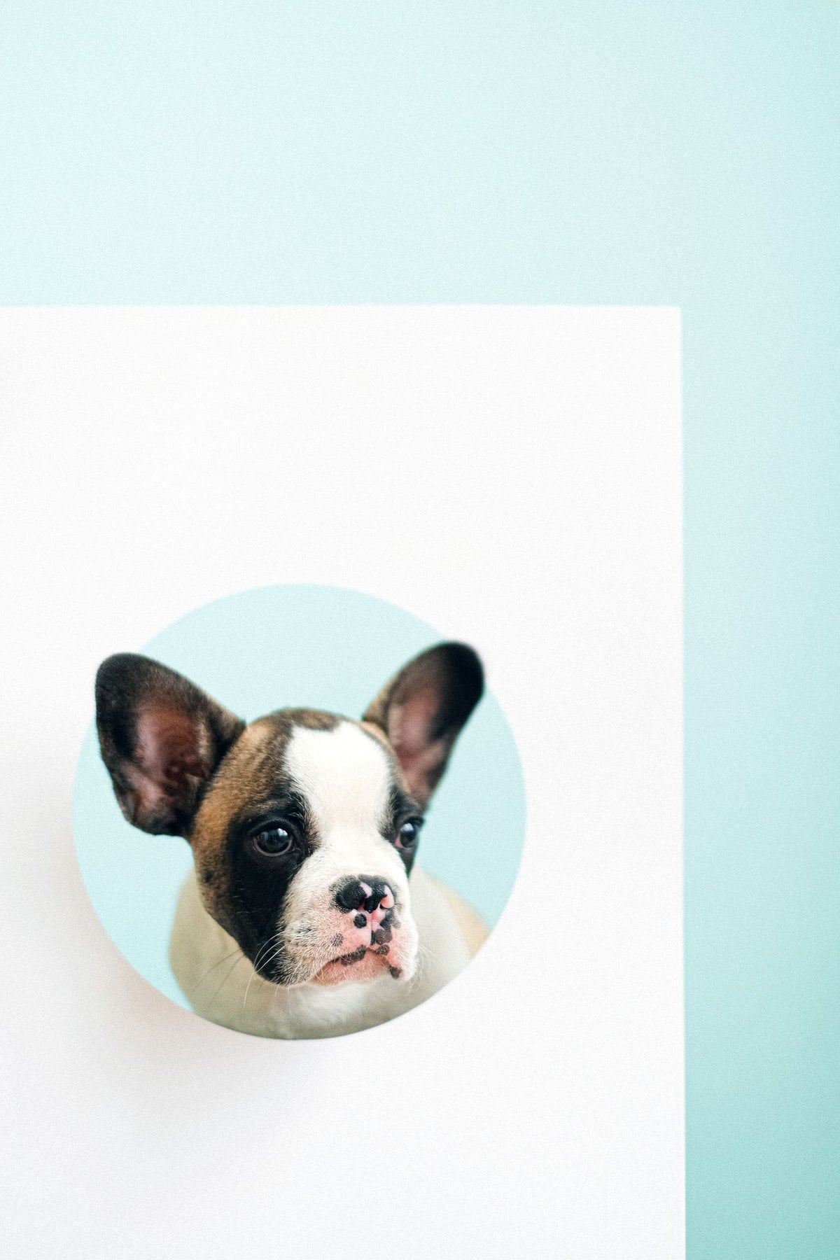 A French bulldog looking up hopefully with big eyes