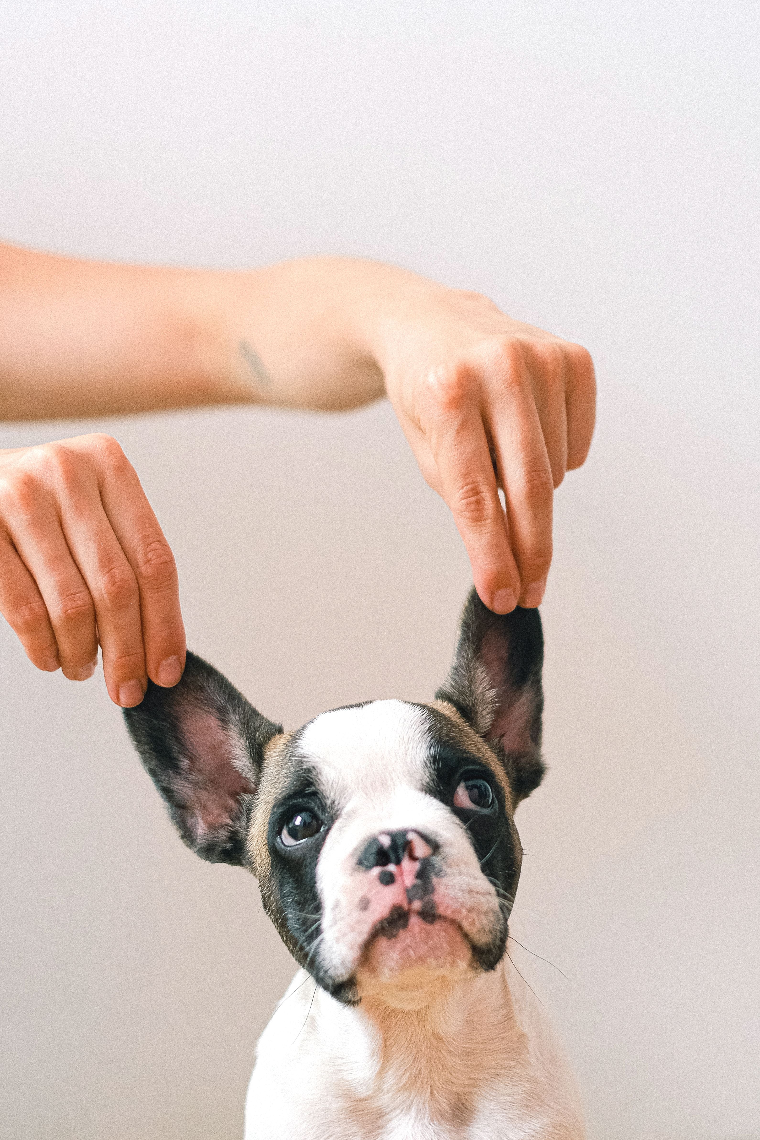Veterinarian examining a dog during a routine parasite check