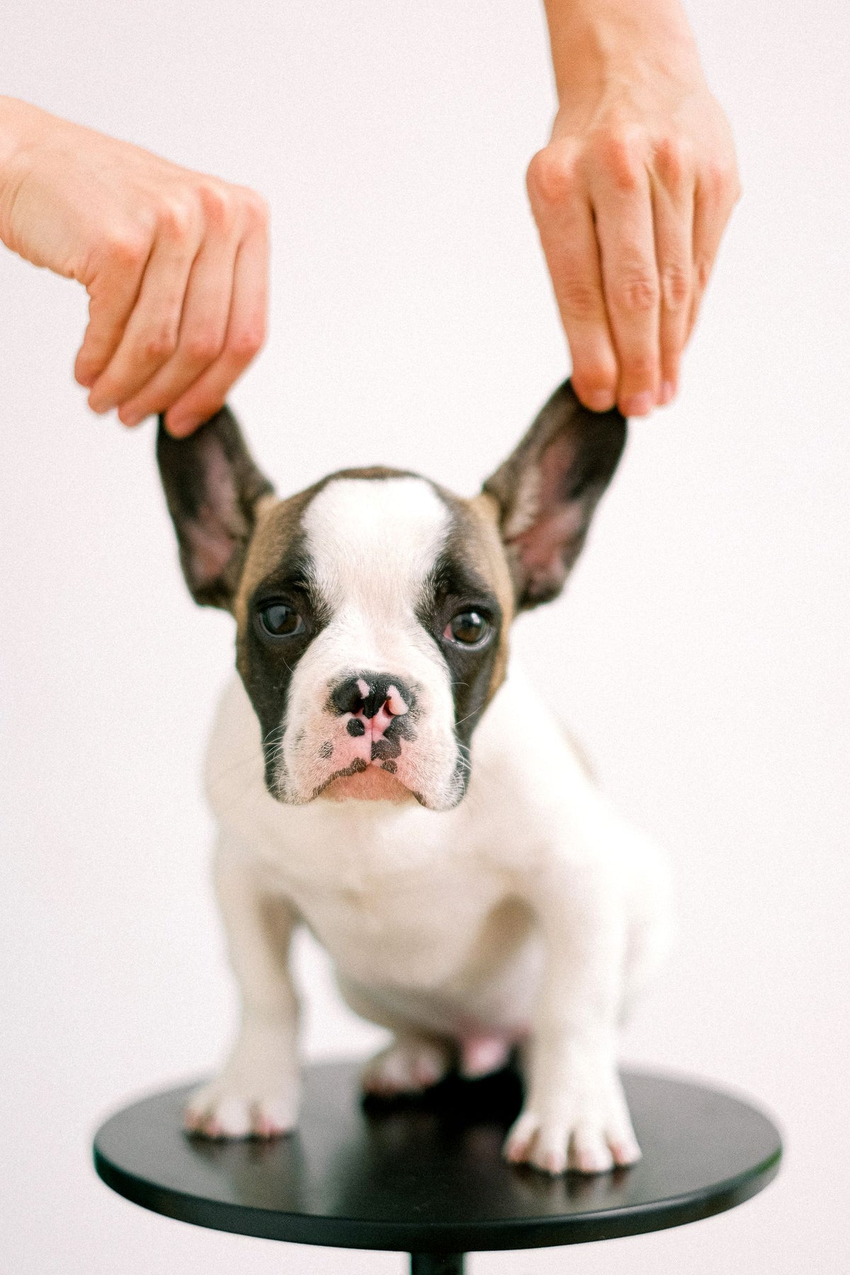 A French bulldog puppy standing while a person's hands gently hold up both of its ears