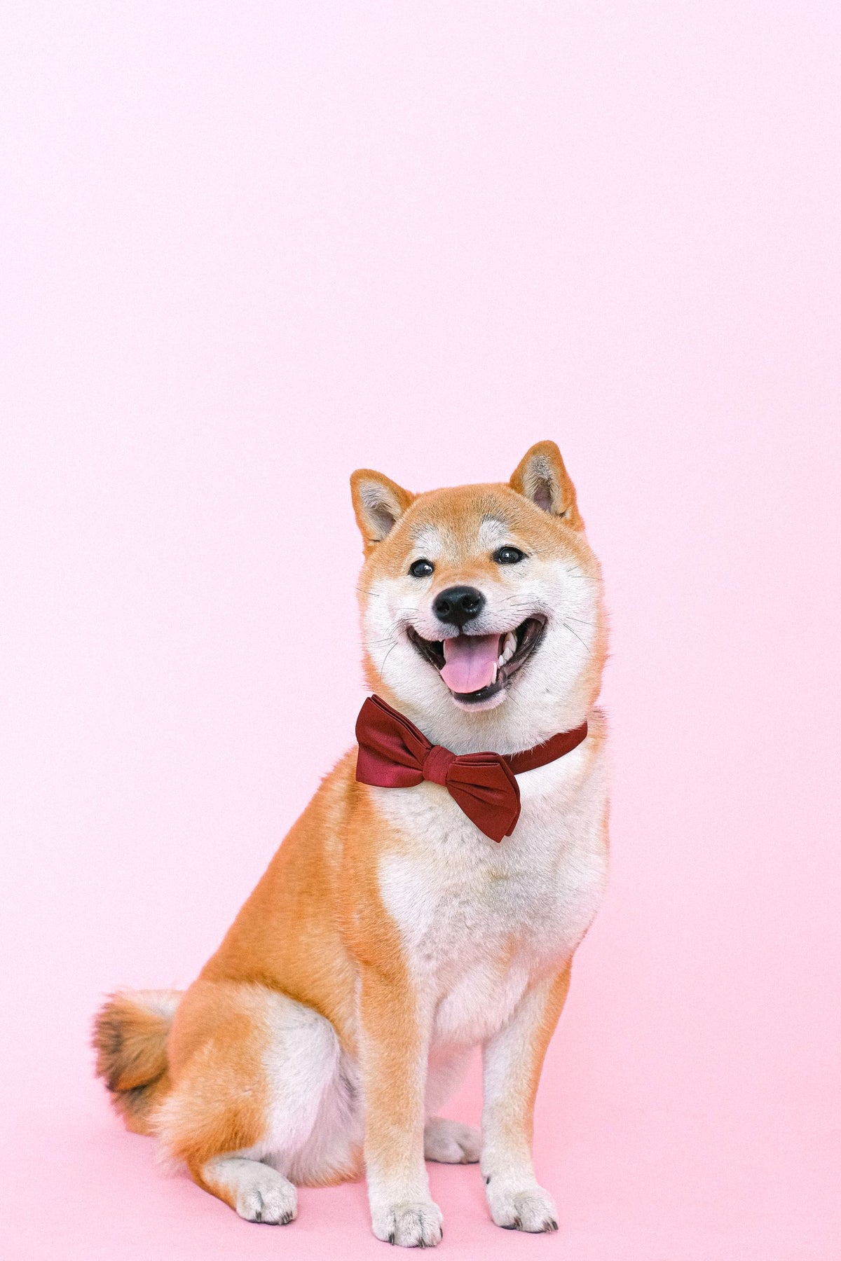 A Shiba Inu dog with a thick, healthy coat sitting and facing the camera.