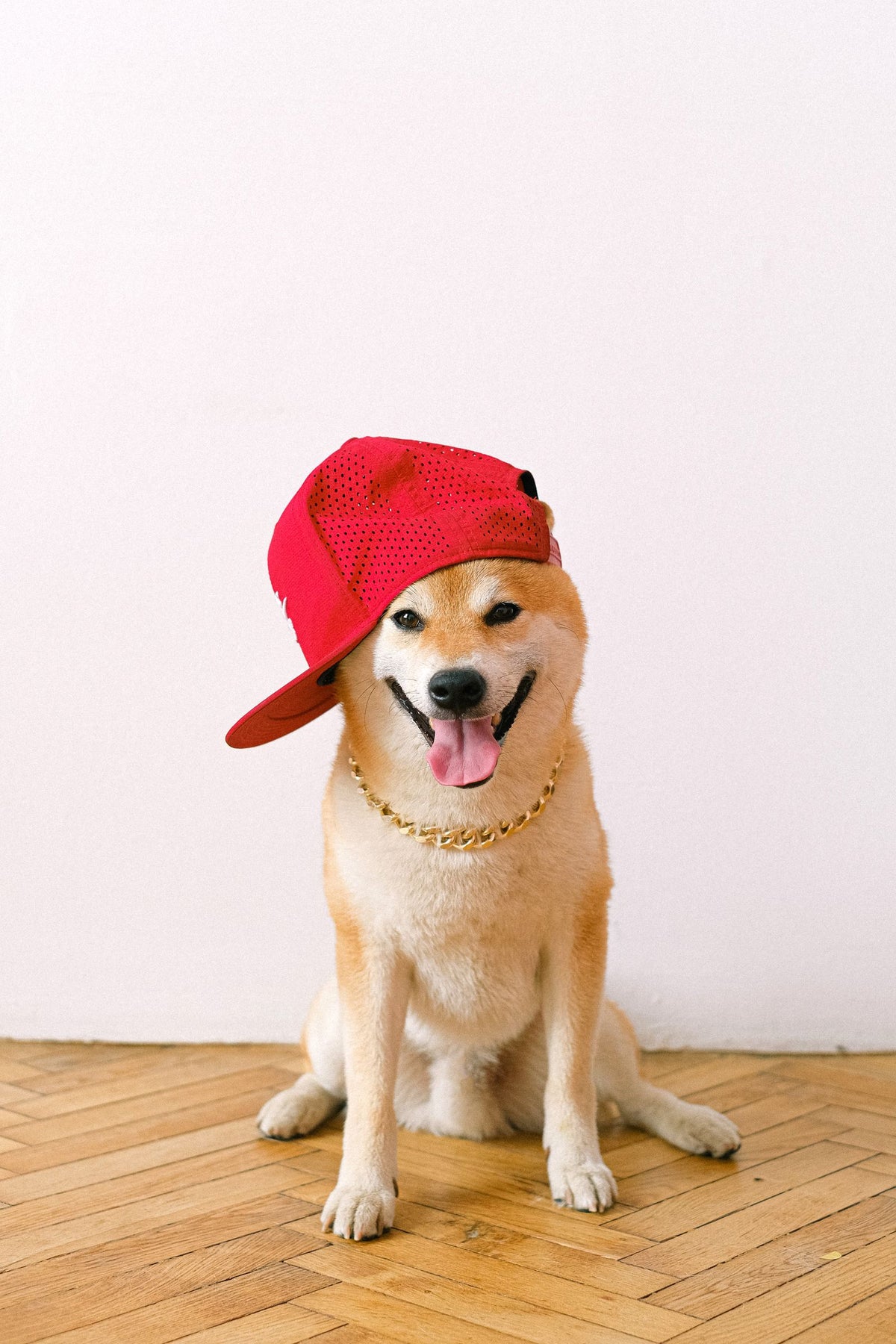 A Shiba Inu dog wearing a red cap sitting playfully on a wooden floor