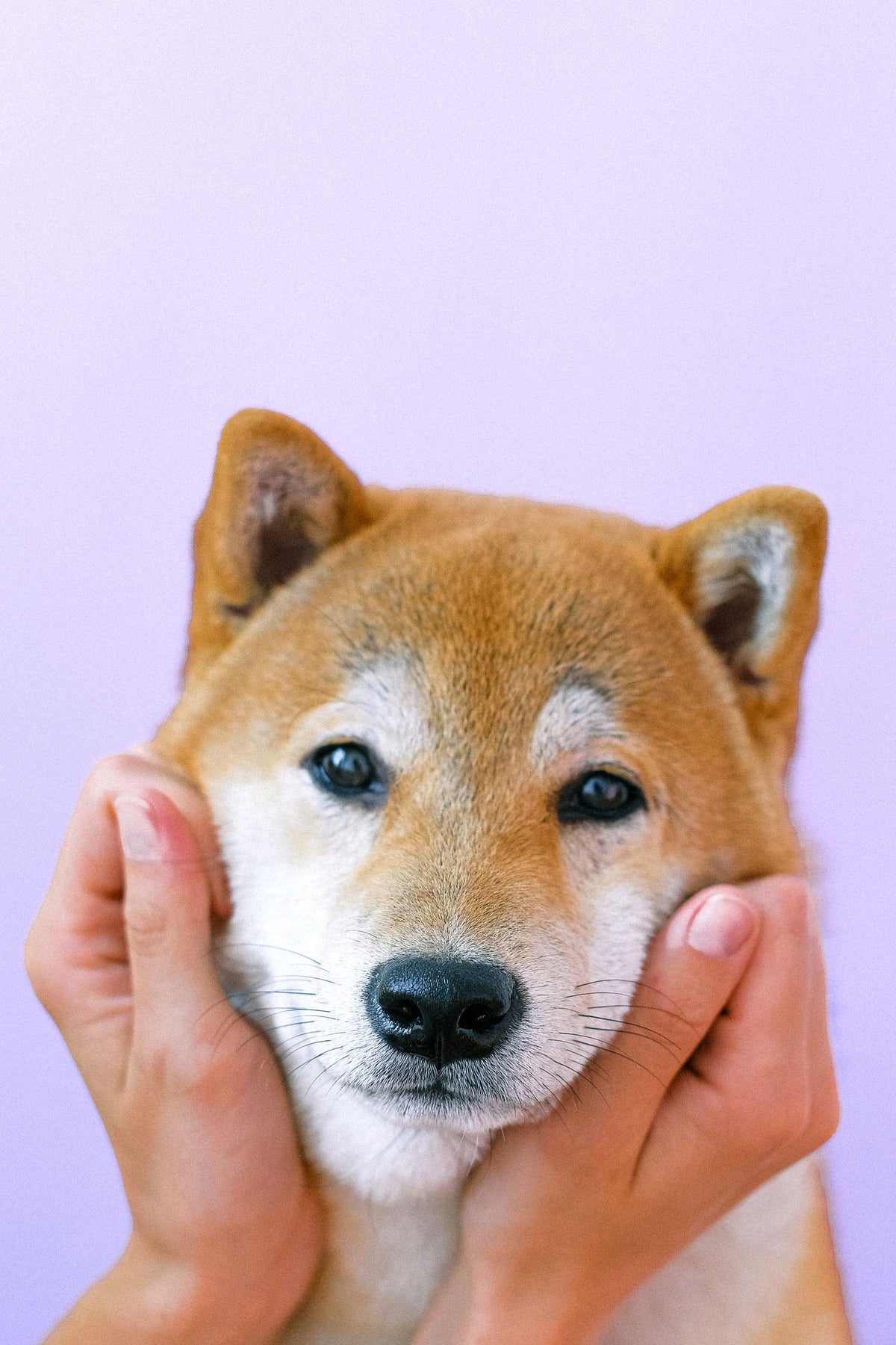 A Shiba Inu dog's face held gently between two hands.