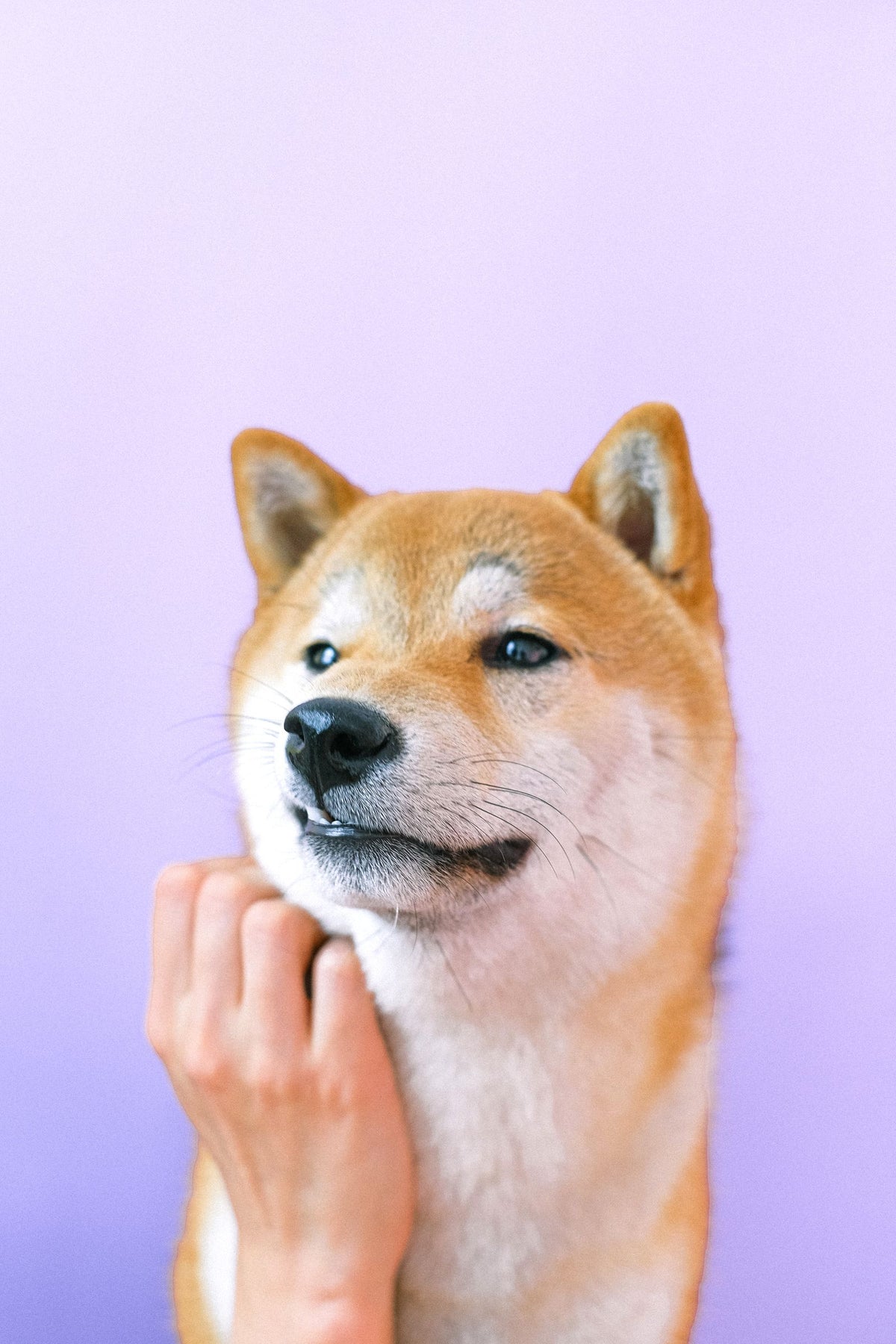 A Shiba Inu dog with upright, alert ears looking at the camera