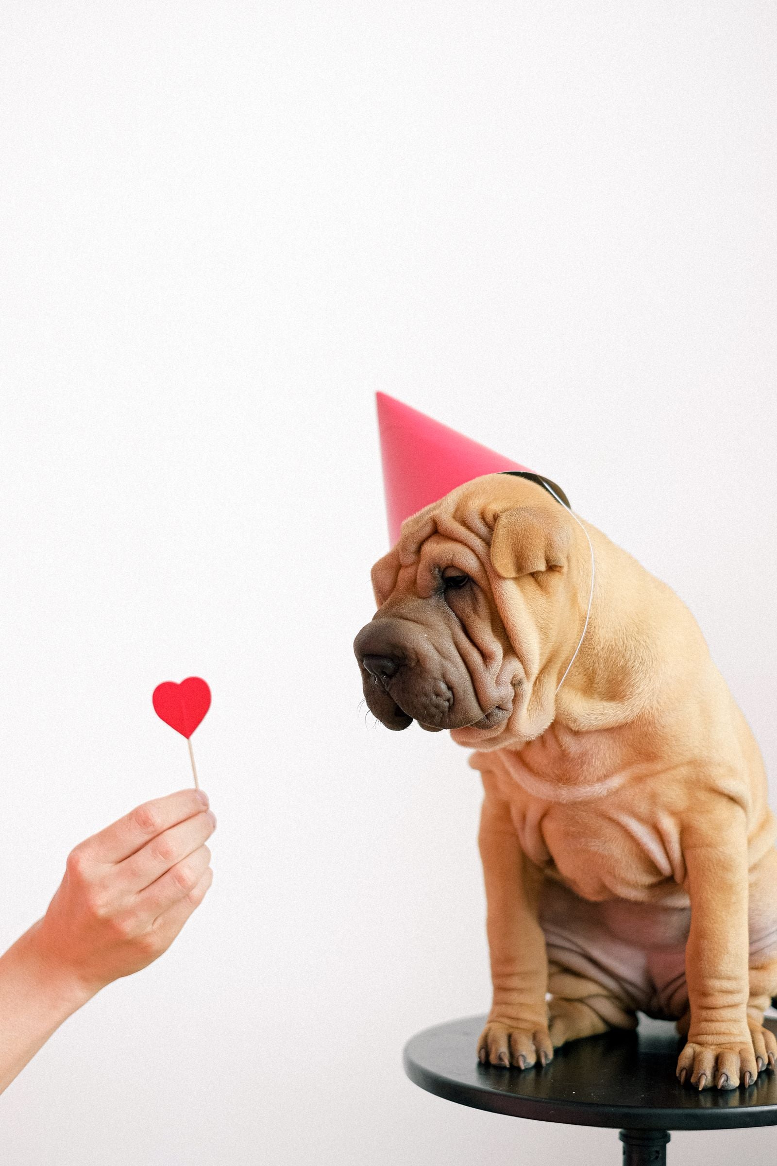 Wrinkled shar pei dog sitting and looking toward a hand holding a paper heart