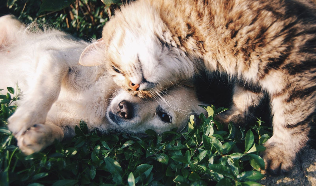 A tabby cat and a cream puppy curled up together on leafy green ground cover outdoors.