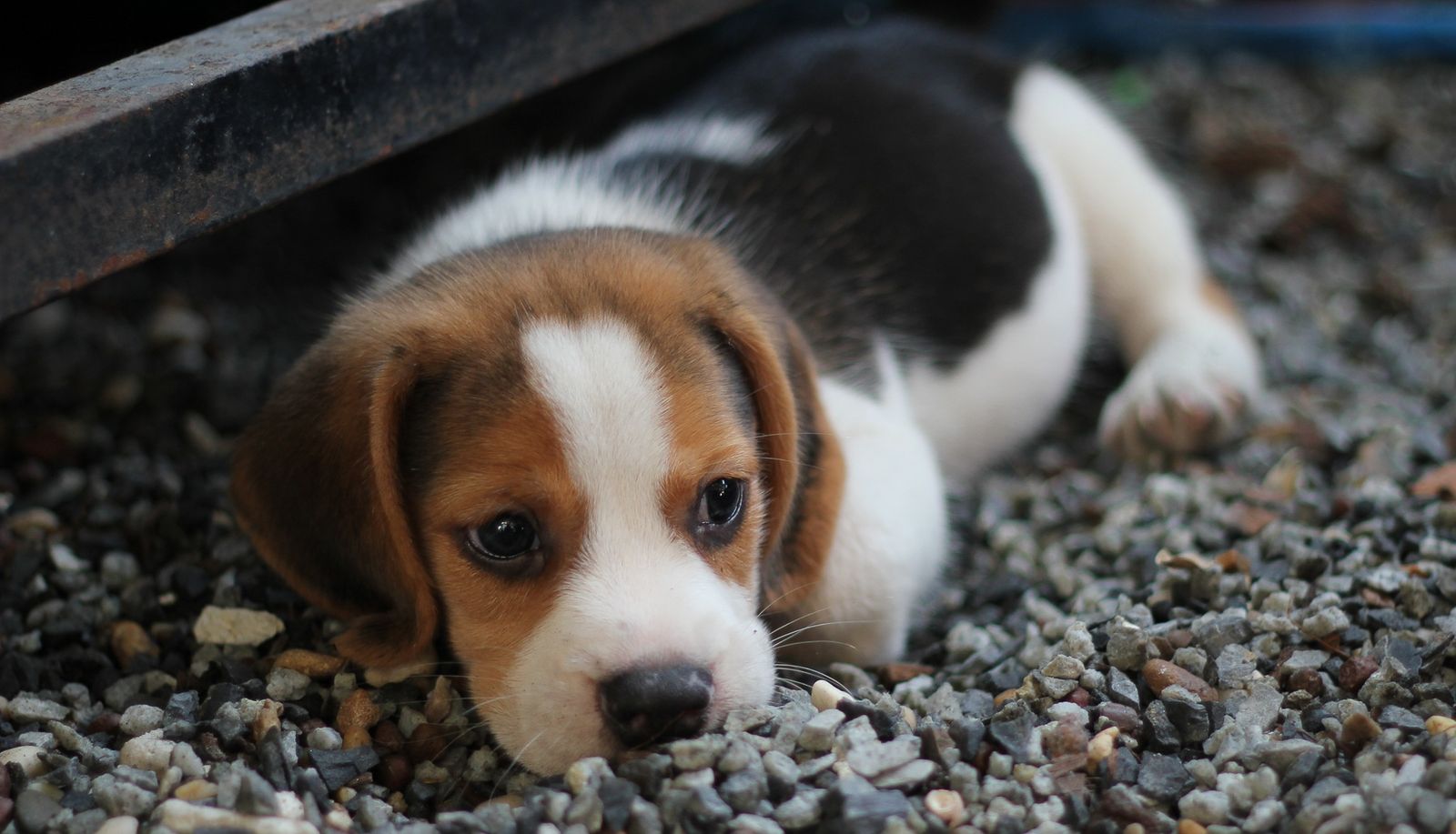 Sleepy beagle puppy lying down and resting its head on the ground