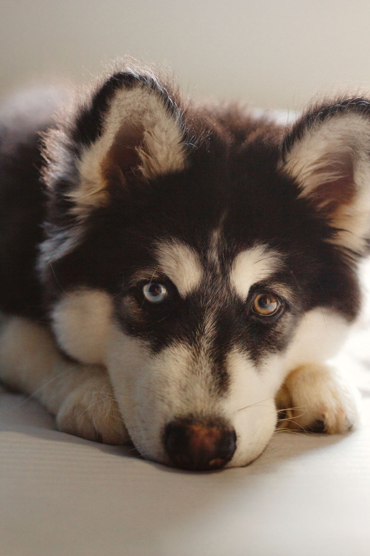 A young husky puppy with black and white markings lying down and looking at the camera
