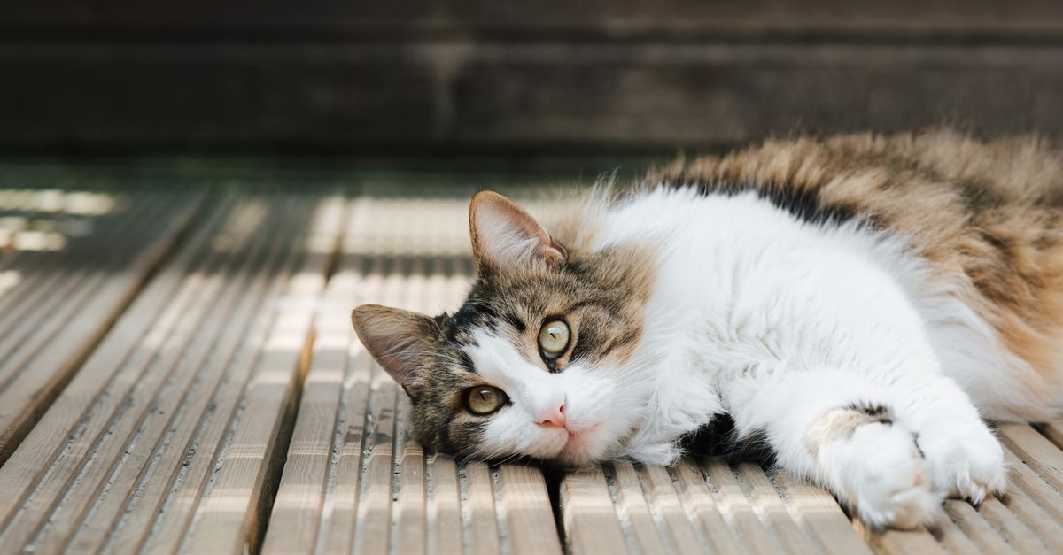 Fluffy cat resting calmly, illustrating monitoring breathing and comfort in a cat with asthma