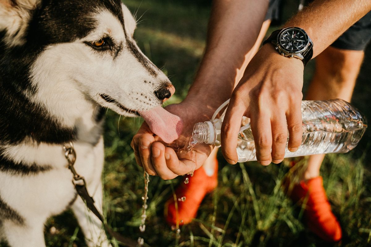 A person helping a dog drink water, illustrating healthy hydration for pets