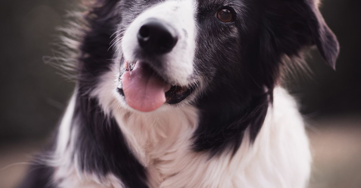Healthy dog resting on grass, illustrating monitoring heart health in dogs and cats