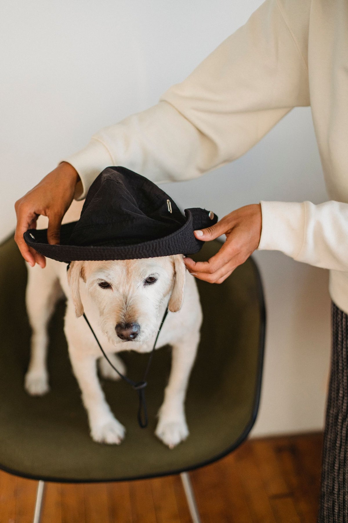 Owner gently placing a black costume hat on a calm white dog sitting on a chair