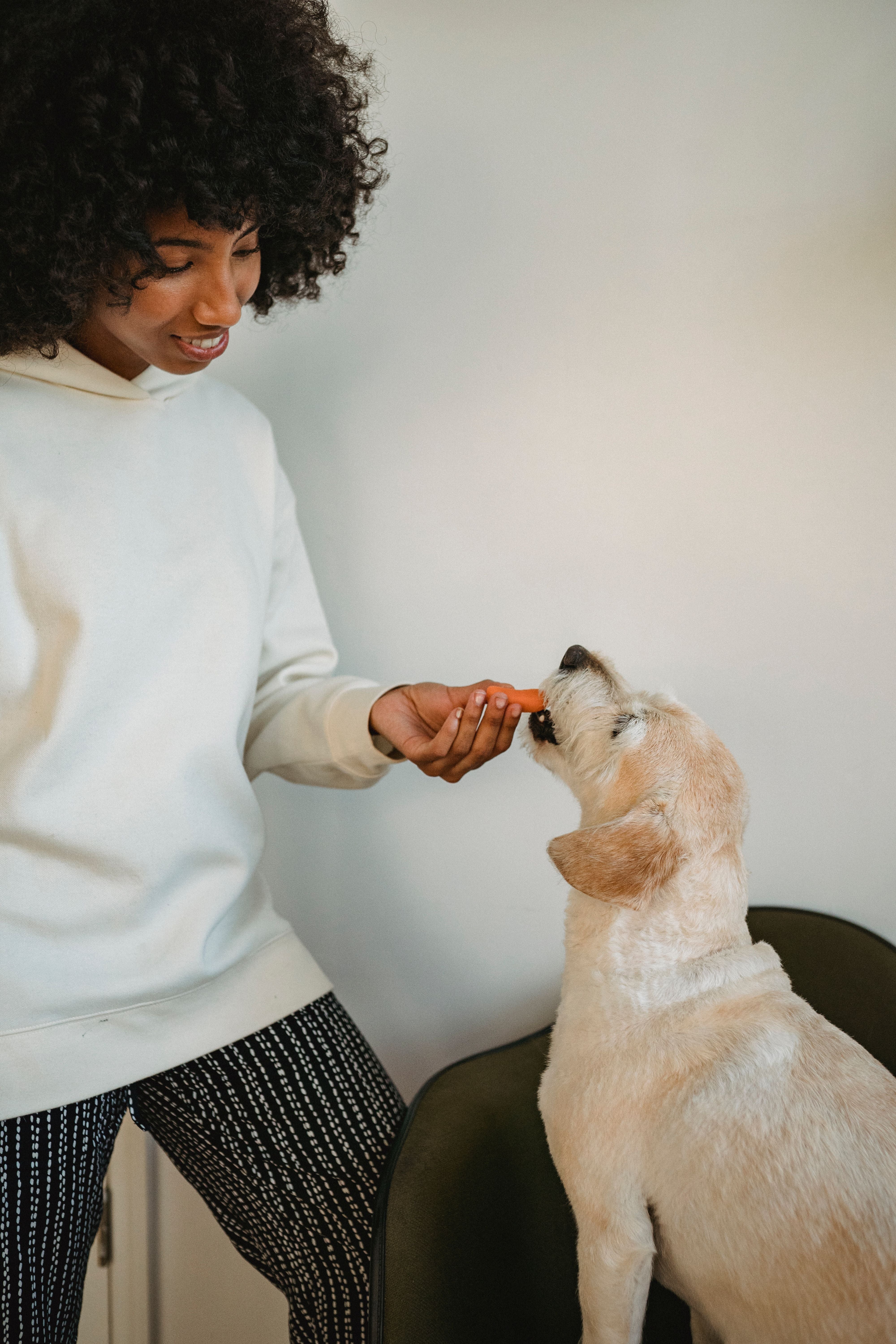 Owner rewarding an attentive dog with a treat during a training session