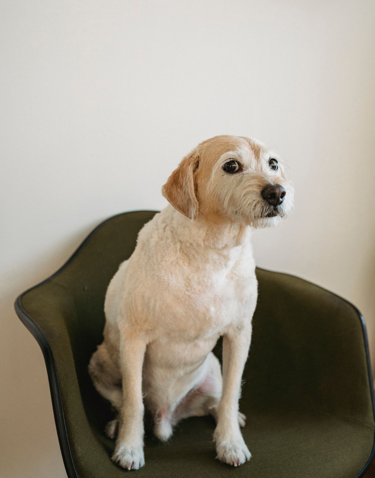 A calm dog resting comfortably at home, illustrating gentle crate training