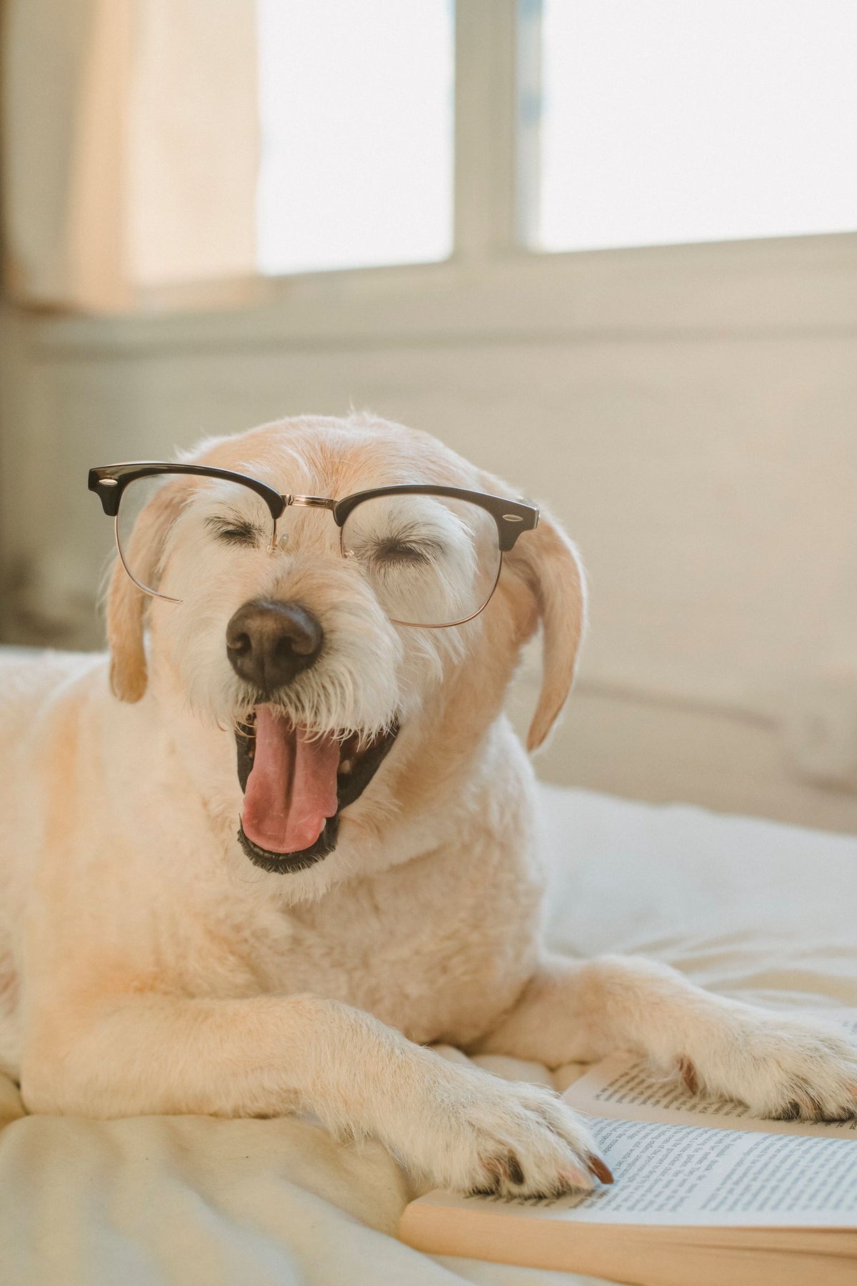 Relaxed yellow Labrador dog wearing glasses while resting on a bed at home