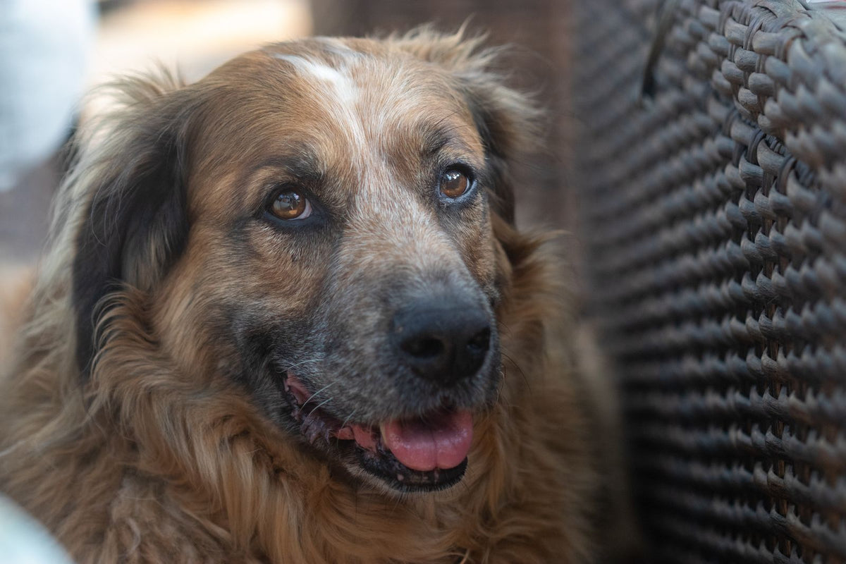 A friendly dog with its mouth open, teeth visible, close to the camera