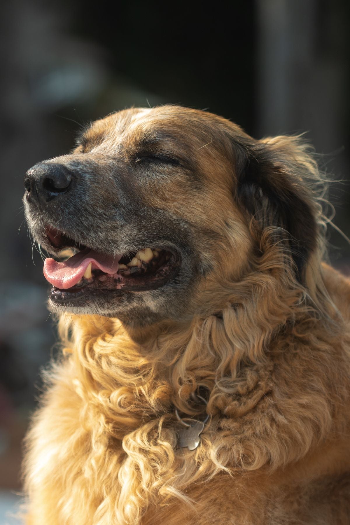 A relaxed senior dog resting comfortably in the sun