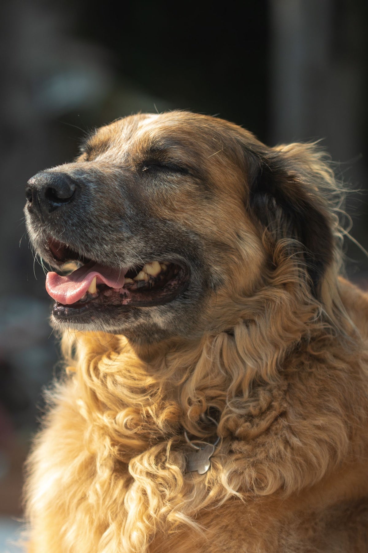 A calm golden-coated dog resting with its head raised.