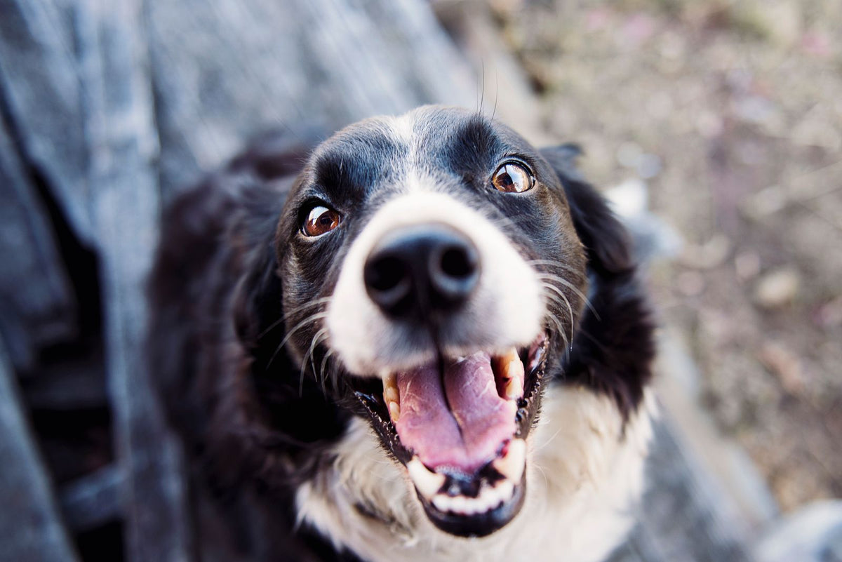 Happy dog looking up attentively at its owner