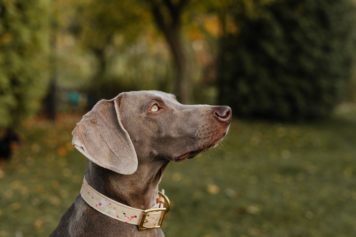 A dog wearing a collar with an ID tag in a park, illustrating pet identification and microchipping