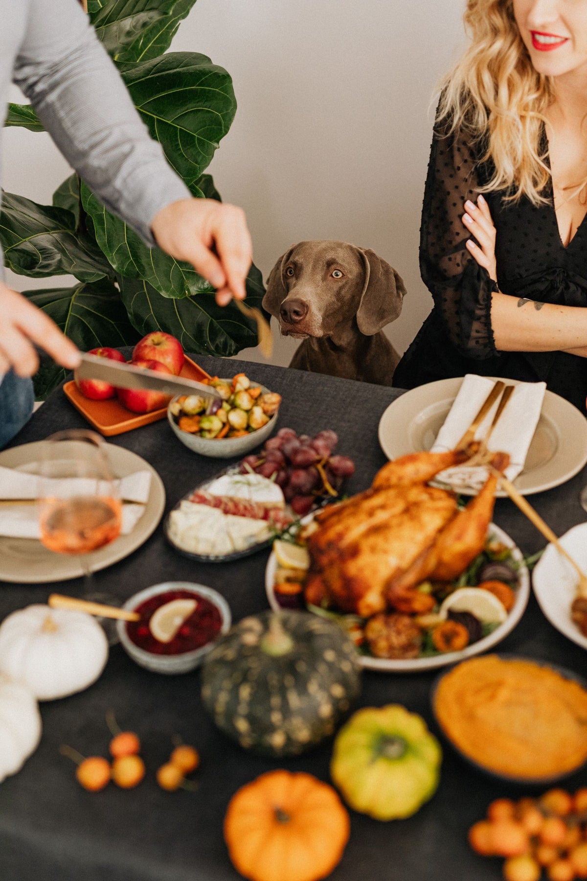 A Weimaraner watching a family carve a holiday roast at a Thanksgiving table