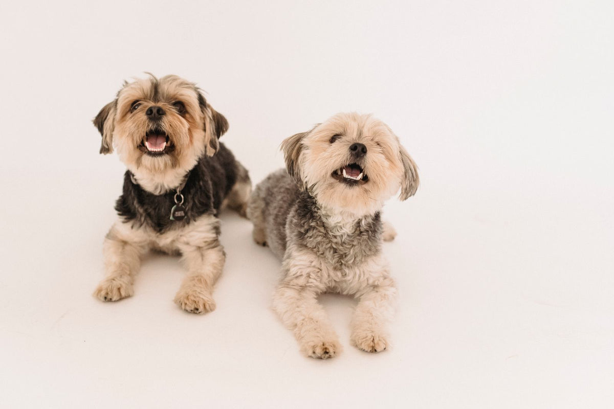 Two small terrier-type dogs sitting together and looking at the camera