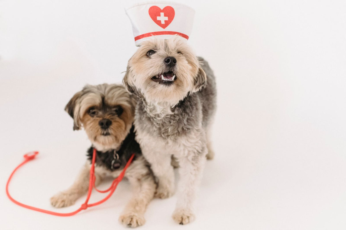 Two small dogs posing with a toy stethoscope and a nurse hat, playfully representing veterinary care reaching pets at home