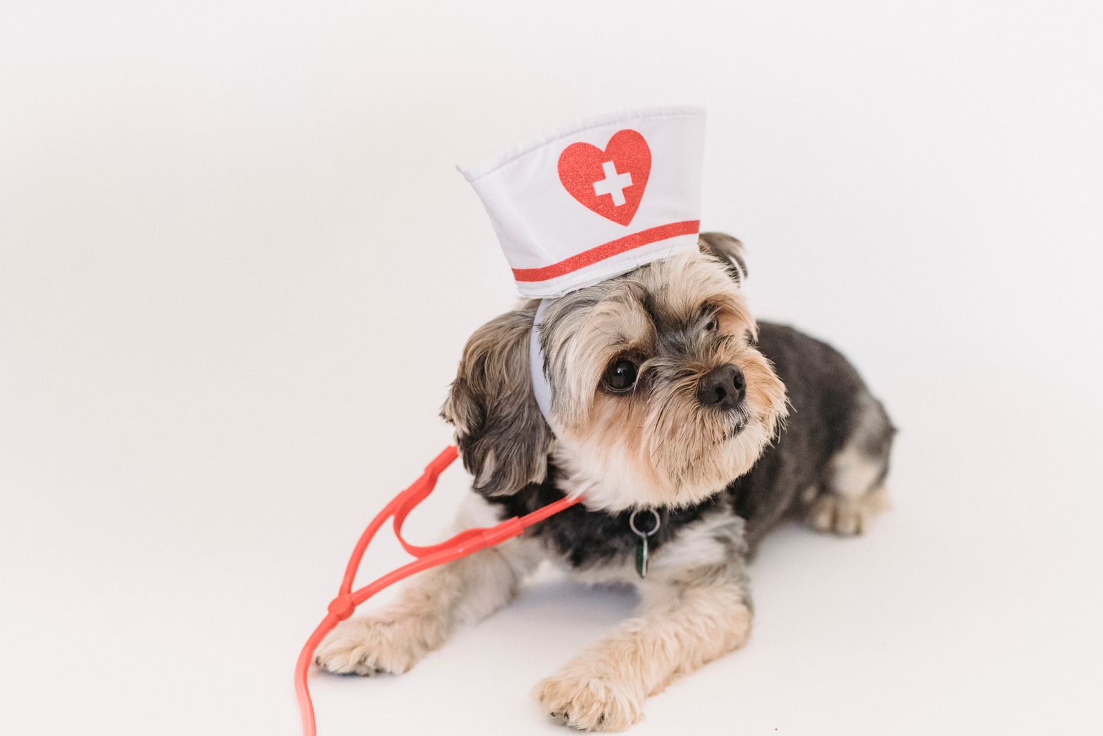 Small terrier dog wearing a toy nurse cap with a stethoscope, sitting on a white background