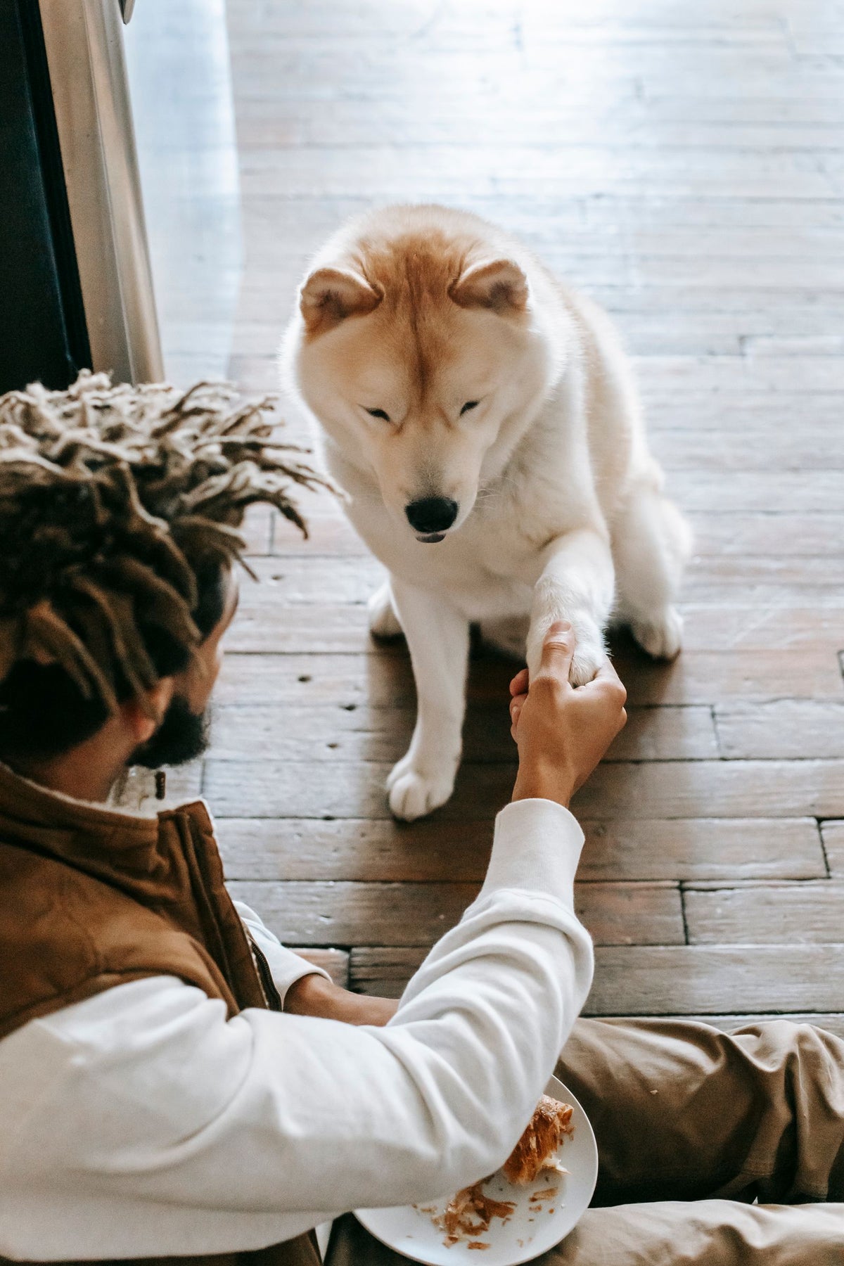 Young person sitting on a wooden floor while a Shiba Inu dog gently offers its paw