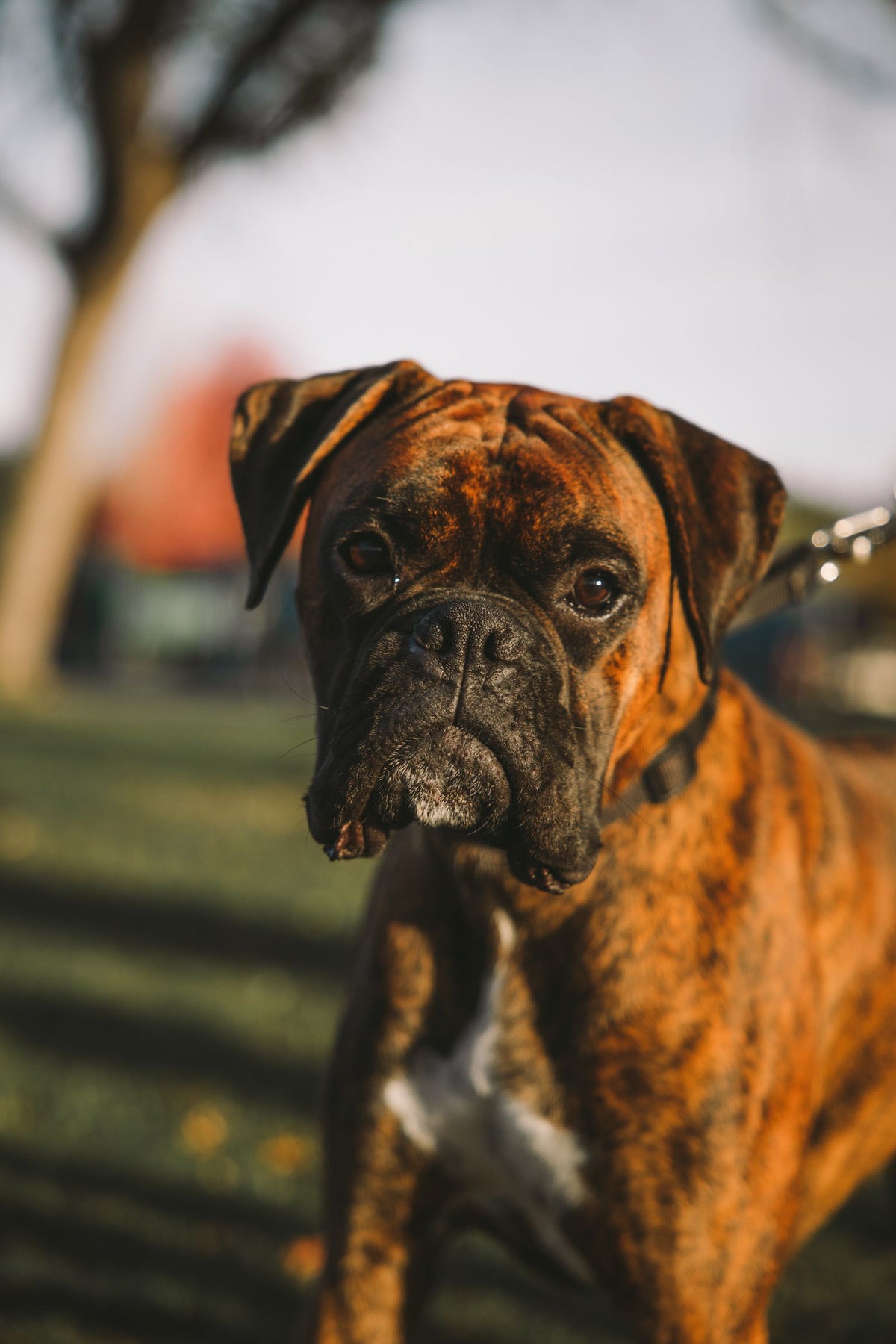A brindle Boxer with a short, smooth coat standing outdoors