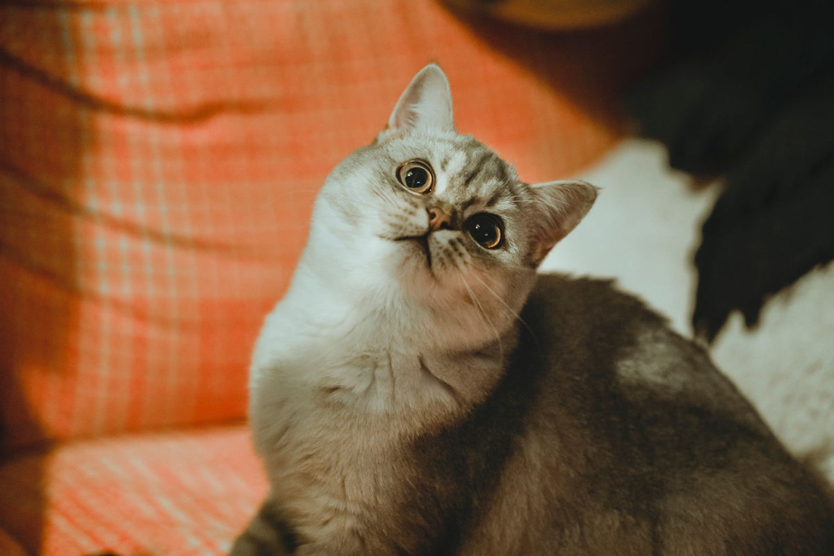 A silver tabby cat sitting alert on an orange patterned sofa indoors.