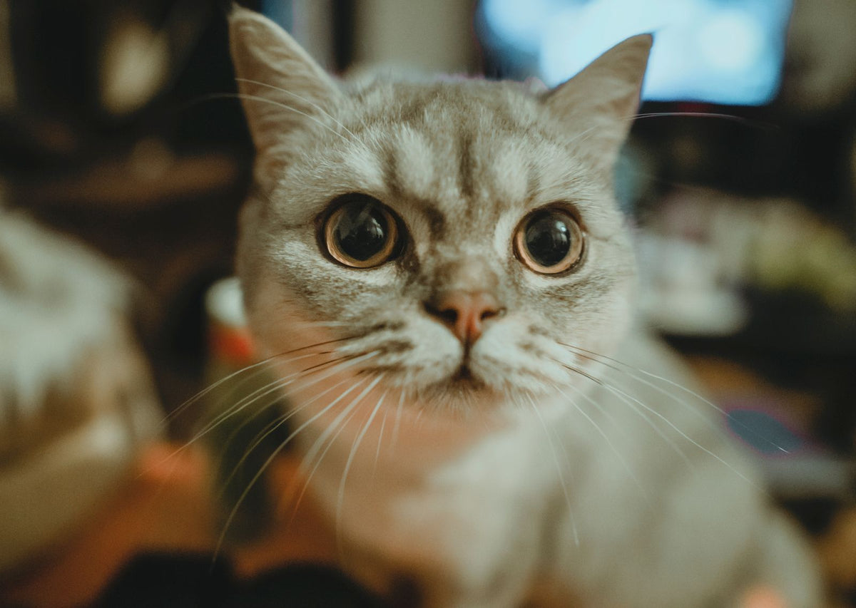 A cream British Shorthair cat with a dense, healthy coat.
