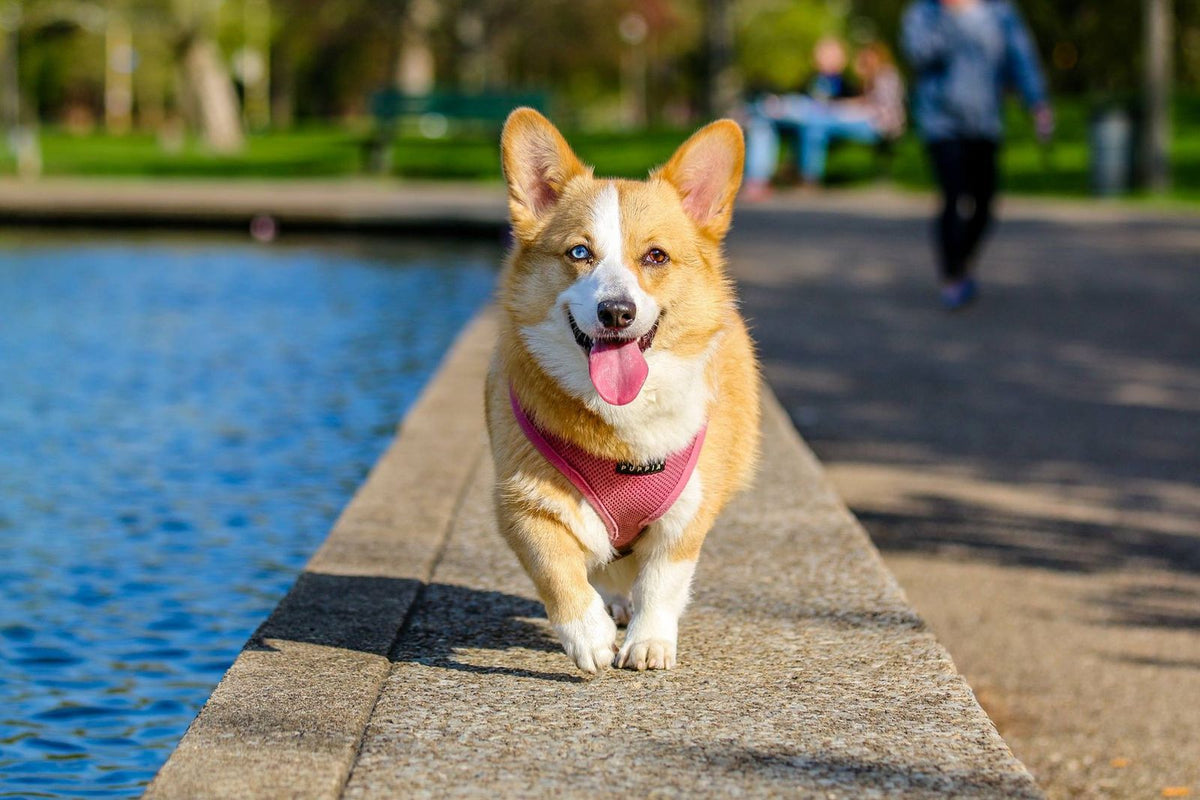 A corgi wearing a harness walking along a path outdoors on a sunny day