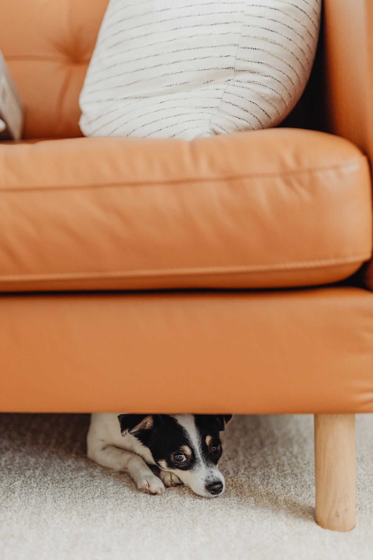 A frightened small dog hiding under a sofa, illustrating noise phobia in dogs during fireworks and storms
