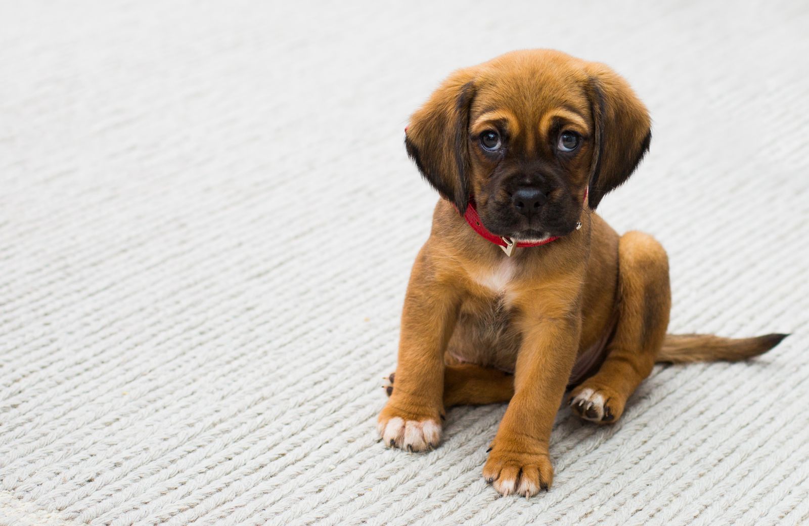Young brown puppy sitting on grass in a garden
