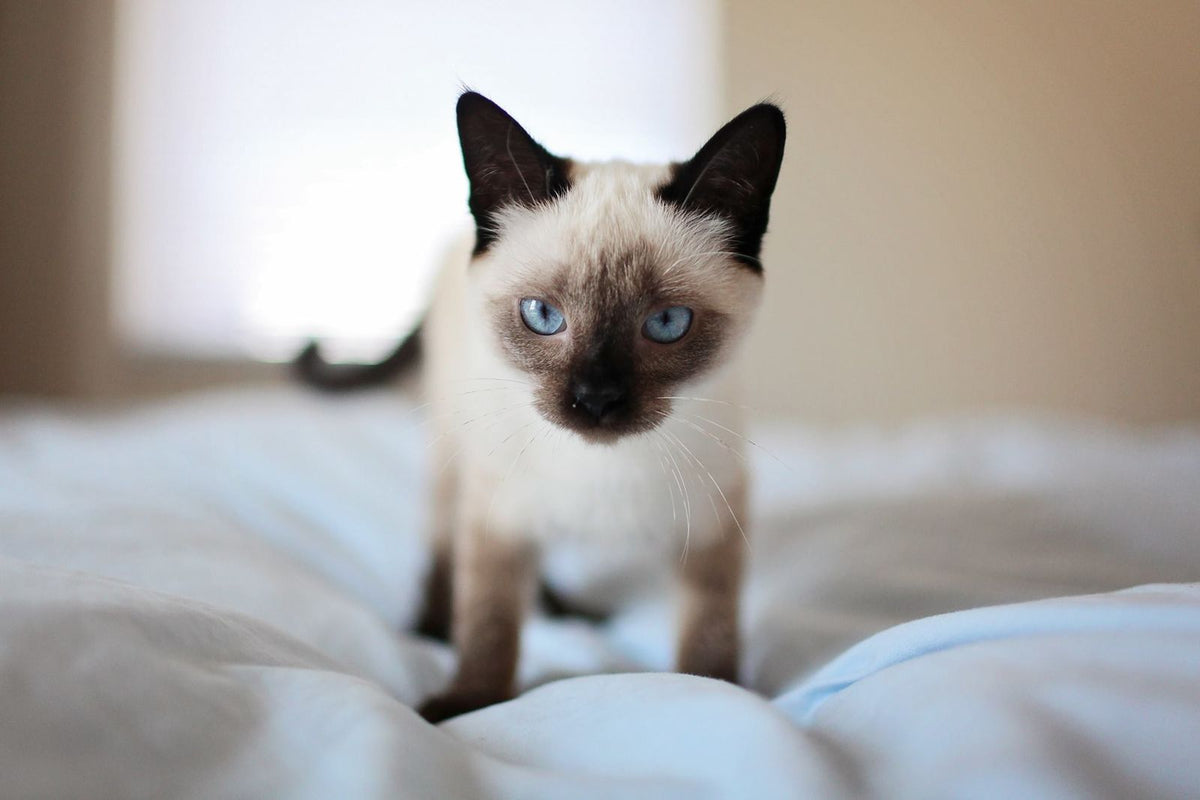 Young Siamese kitten with blue eyes standing on a bed at home, at the age when litter box habits are learned