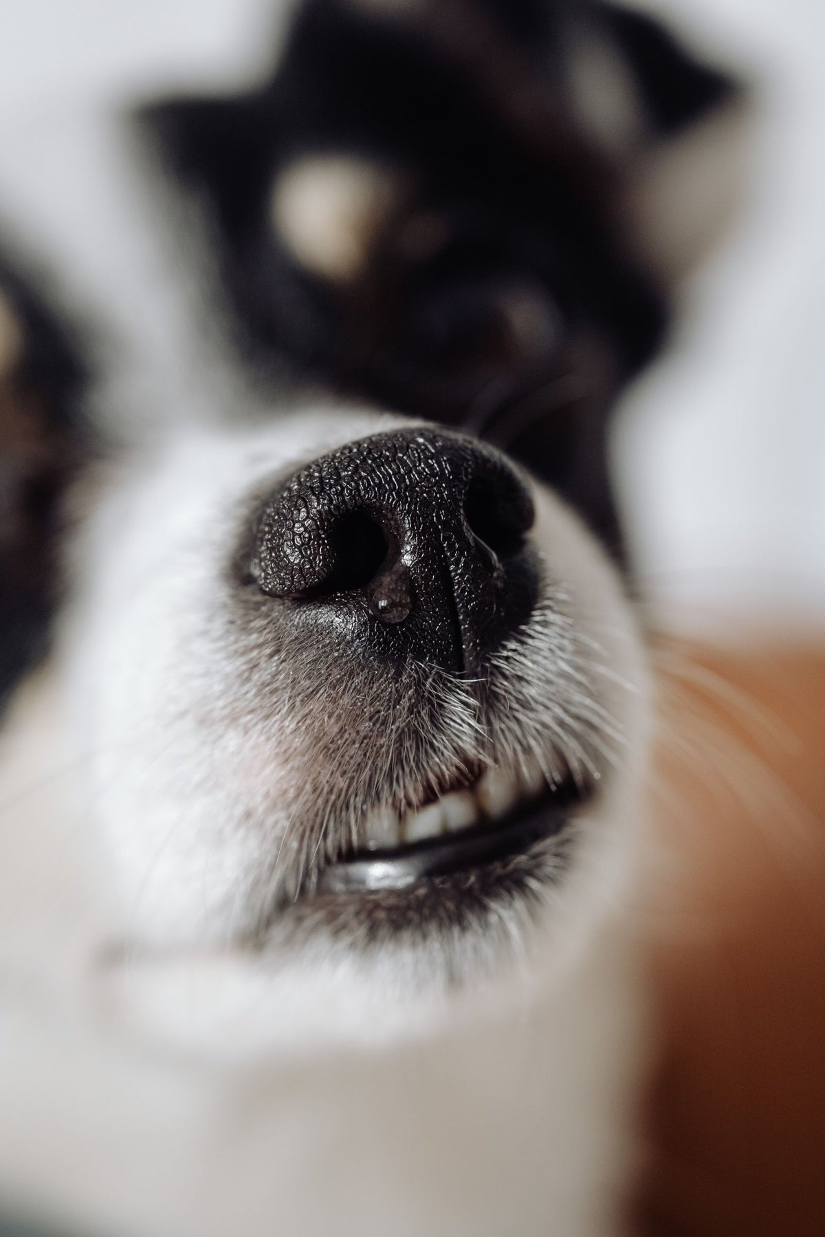 A close-up of a dog's muzzle and chin showing the short-haired skin around the nose