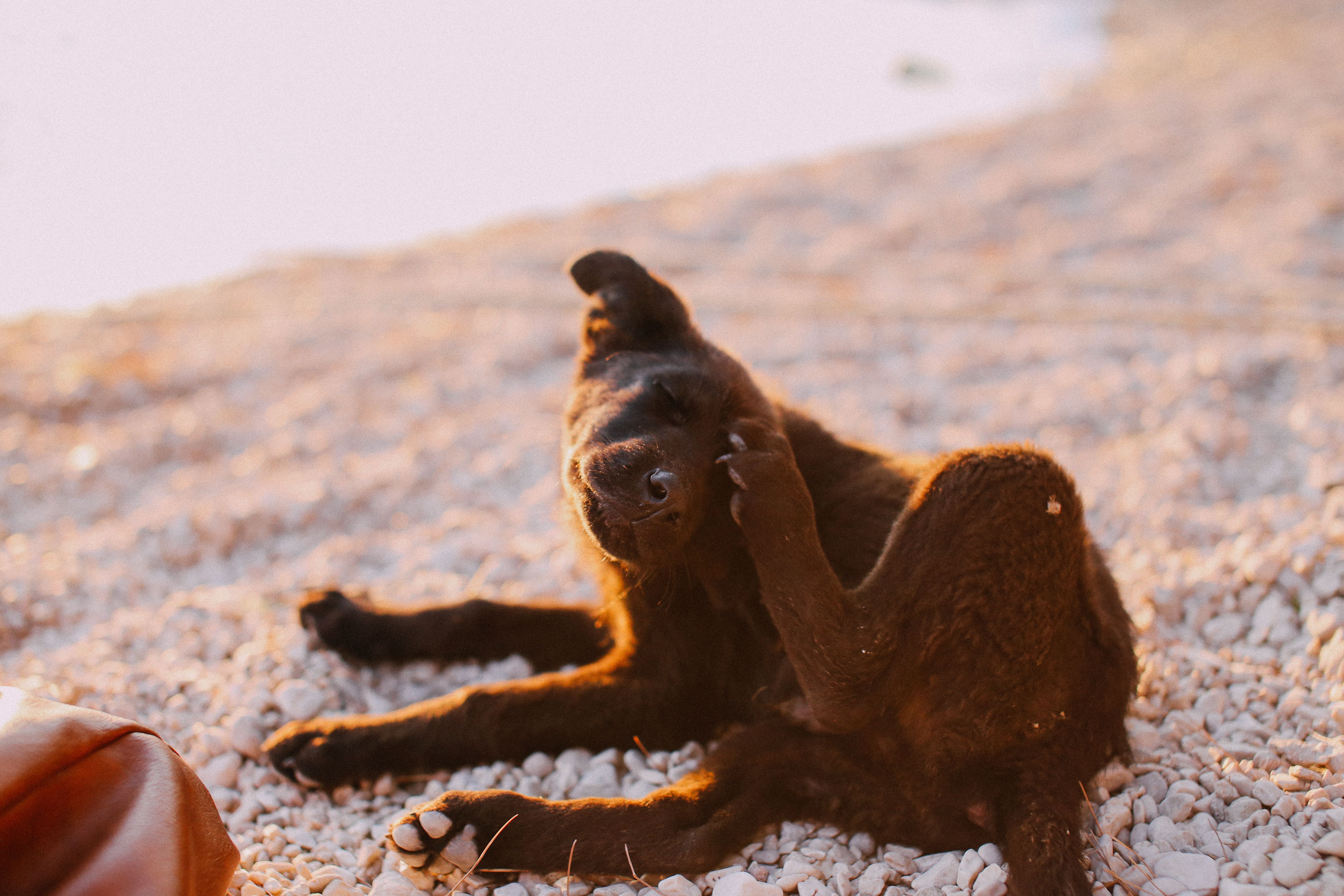 A brown dog scratching at its head and ear, a common sign of ear irritation