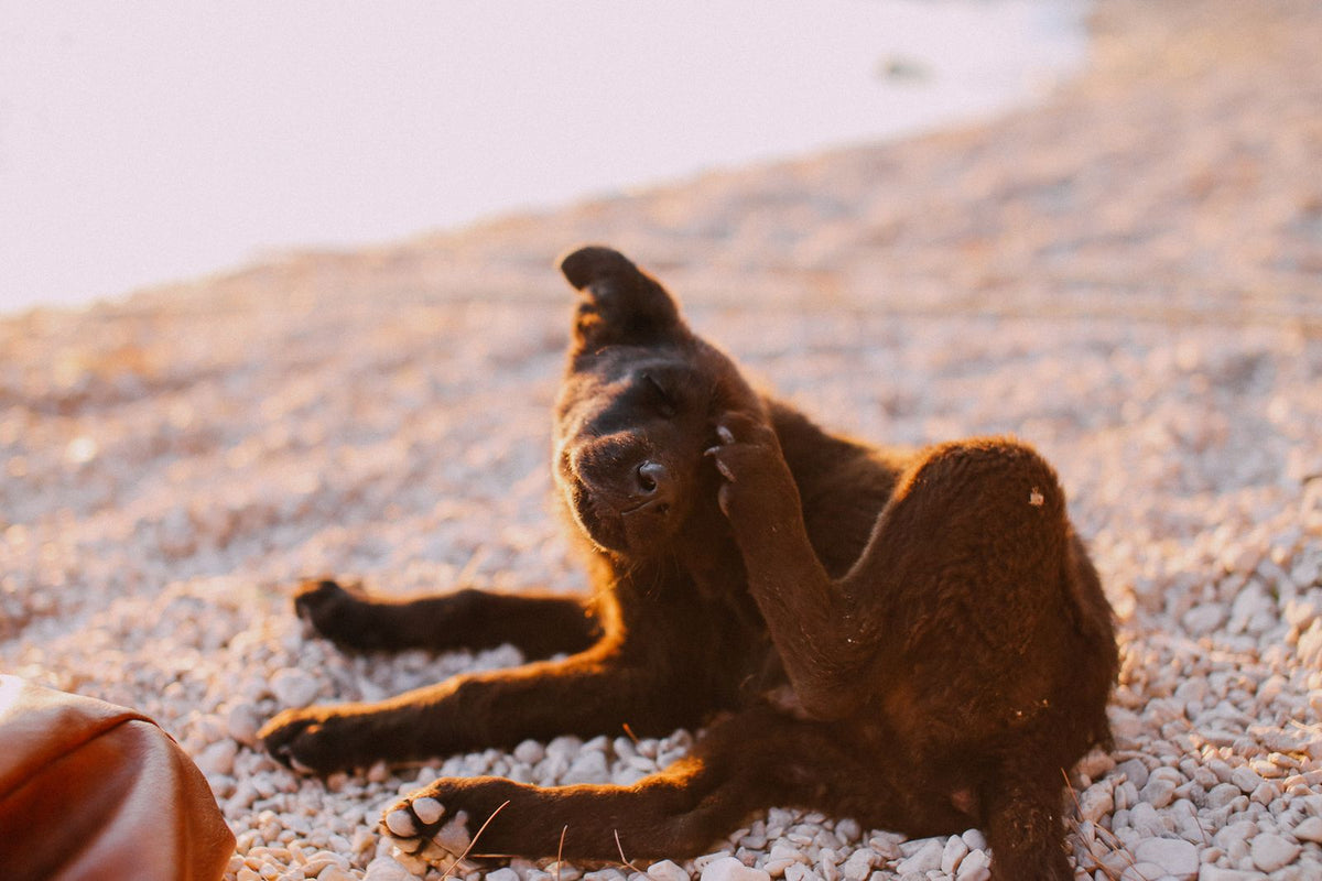 A dog scratching itself outdoors