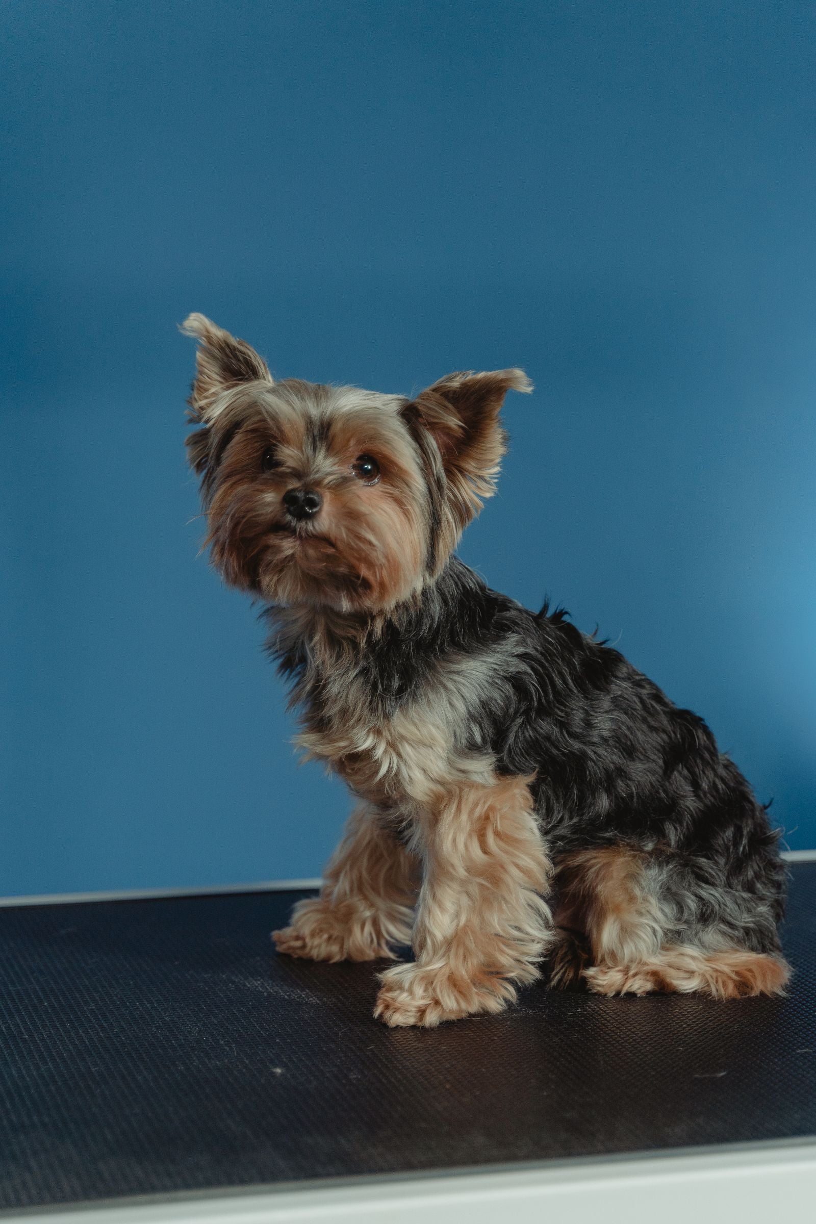 Small terrier standing alert on a table against a deep blue background