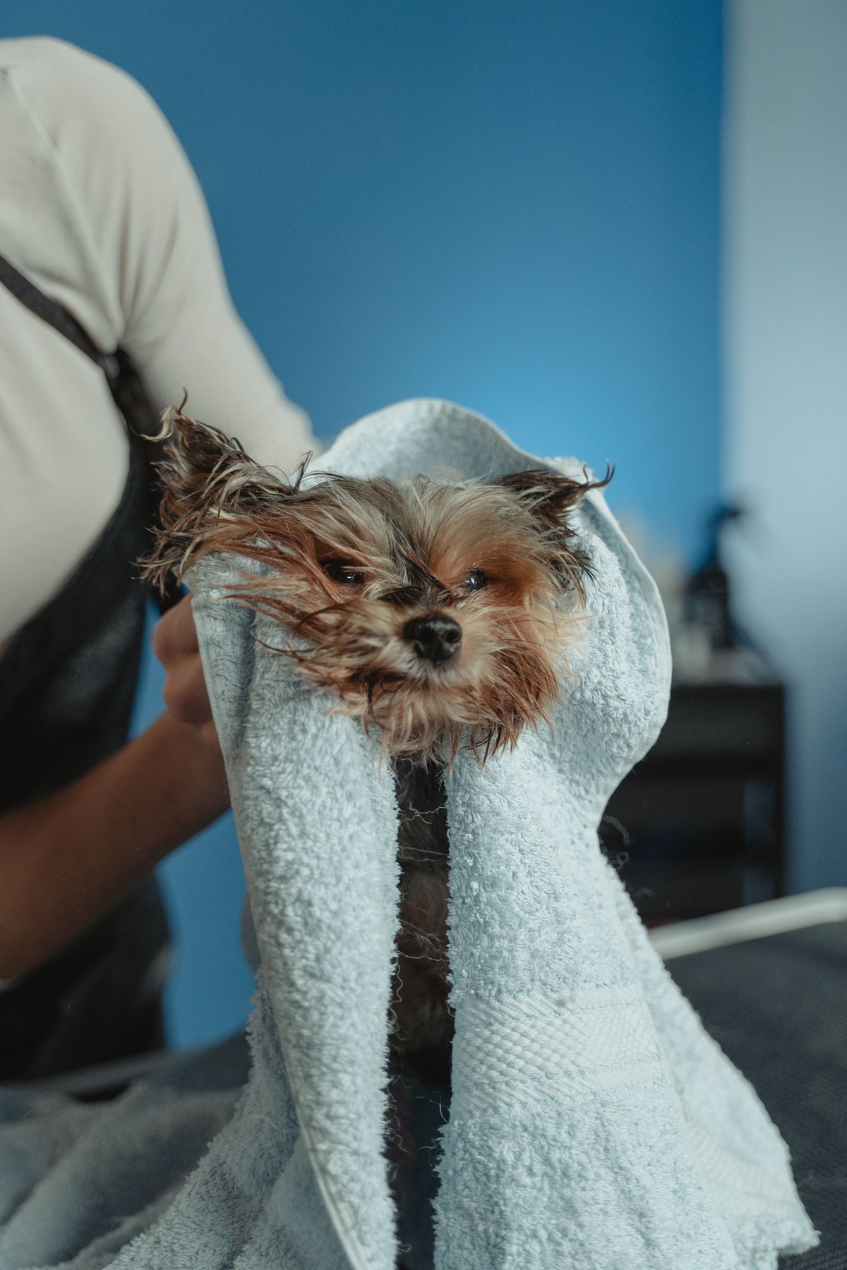 A small wet dog wrapped in a white towel being dried after a bath