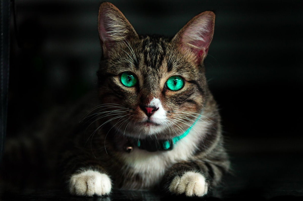 Young cat with bright green eyes looking at the camera — FIP most often affects cats under two years of age